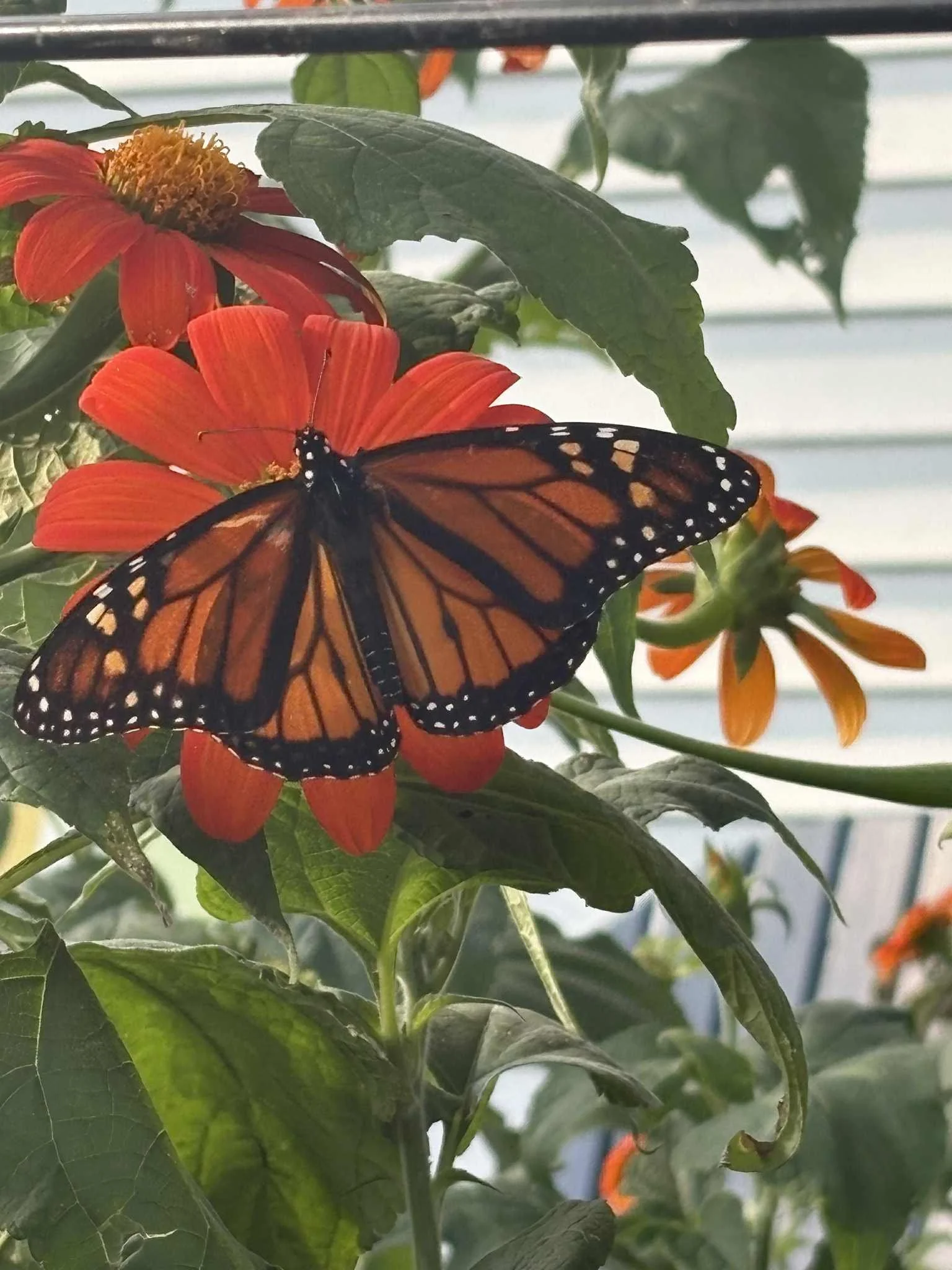Welcoming Monarch Butterflies