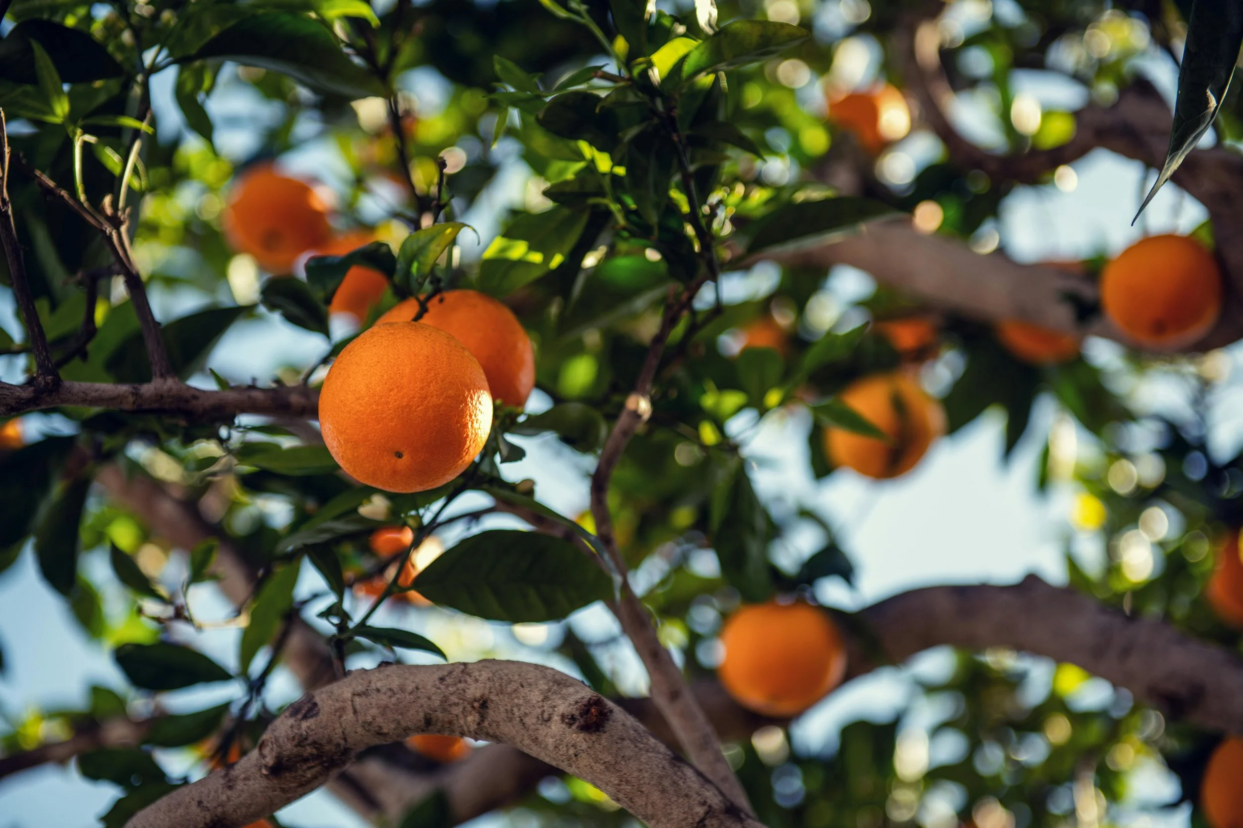 Fruit not for Fruit Trees