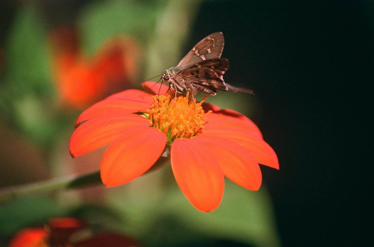 This summer I really enjoyed Louisiana Native Wildflowers in the yard that @bawluigi planted. They attract so many wonderful pollinators that brought a lot of joy to the backyard 🧡

#f4nikon #film #thedarkroomlab #louisianawildflowers