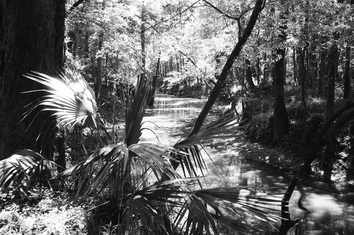 Morning walk at the Nature Station on black and white #film before things really heat up. The palmettos already look like they&rsquo;re sweating 🌿🌞