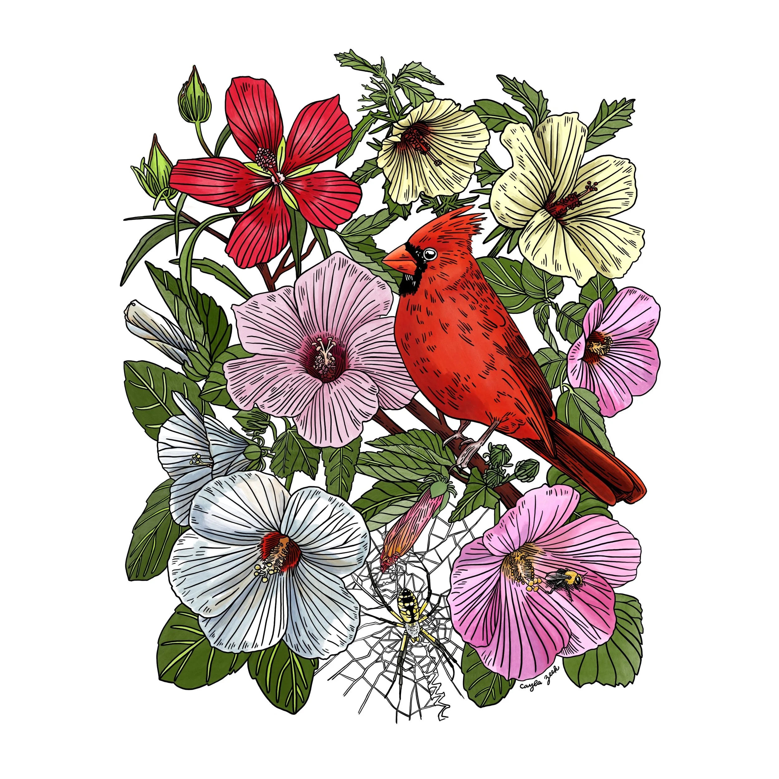 Cardinal + Native Hibiscus Square.jpg