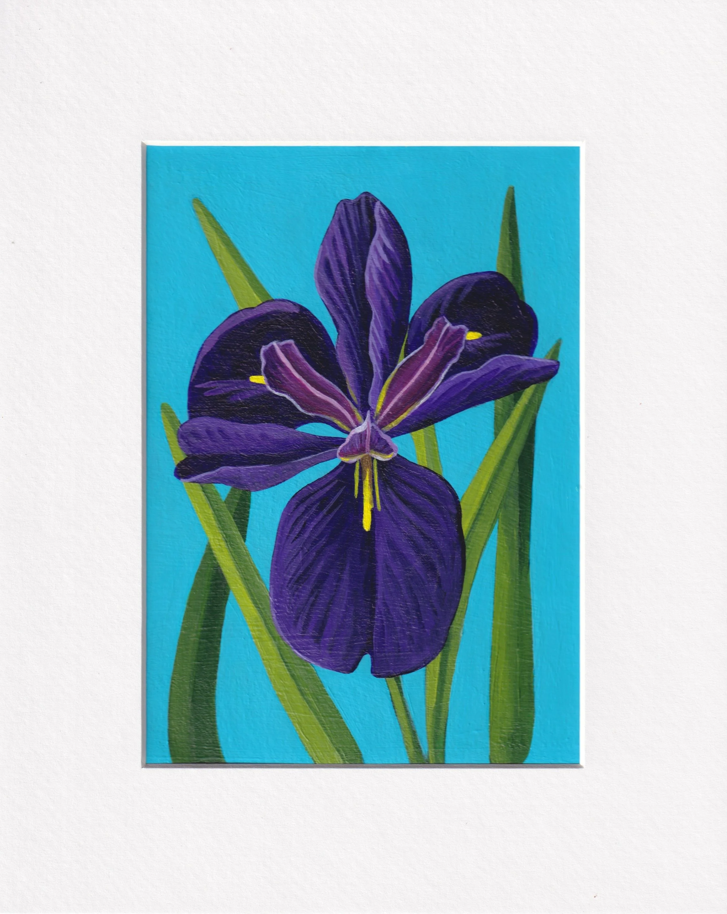 Iris3.jpeg