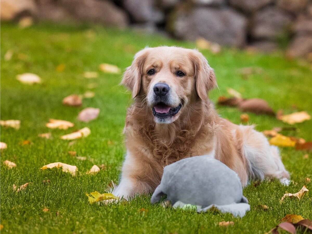 Un bonjour de Nelson 🐾

#photographie #photooftheday #goldenretriever #photography #animalphotography #chien #dogoftheday