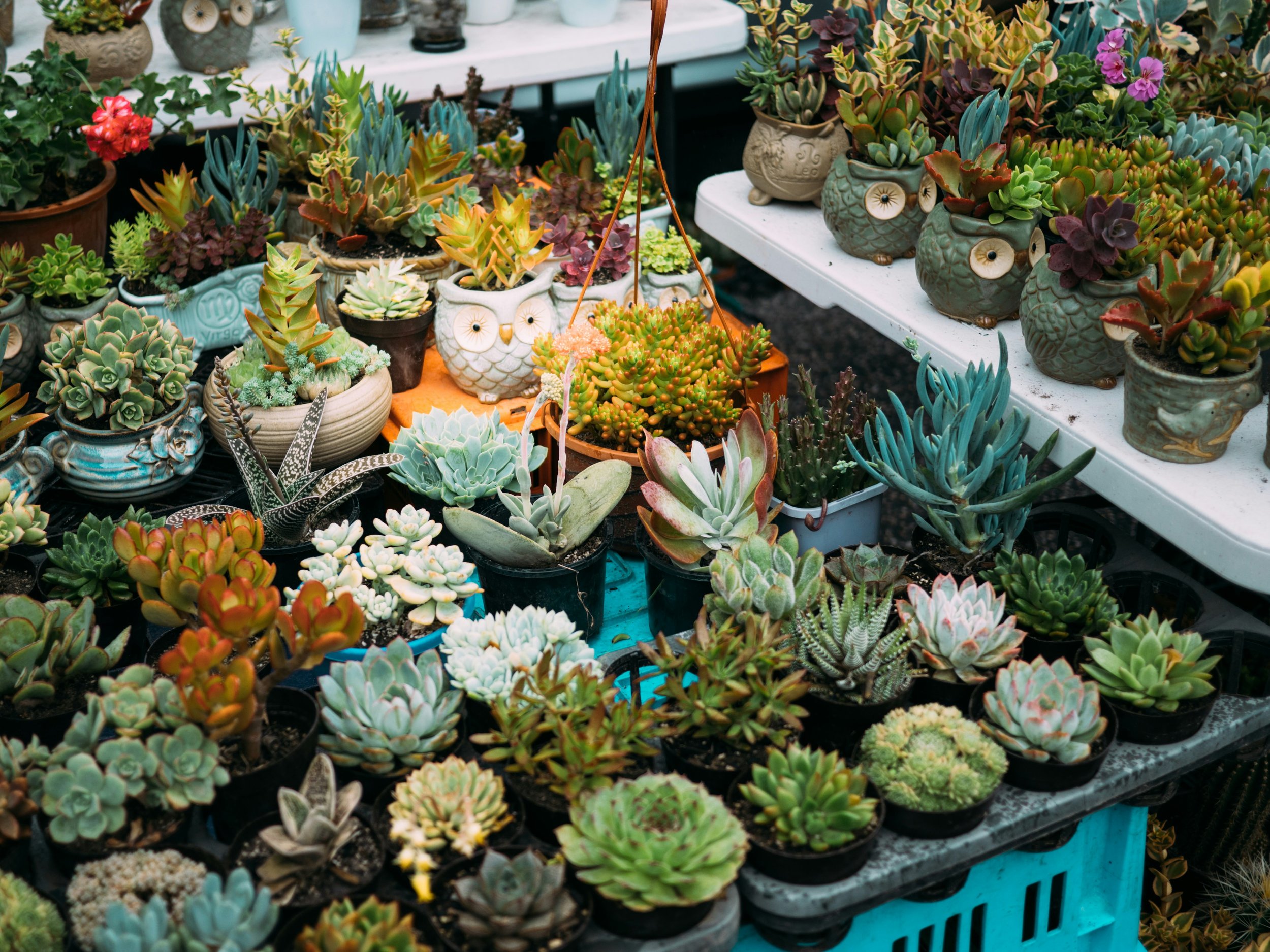 Production Scheduling for Nurseries Using ERP