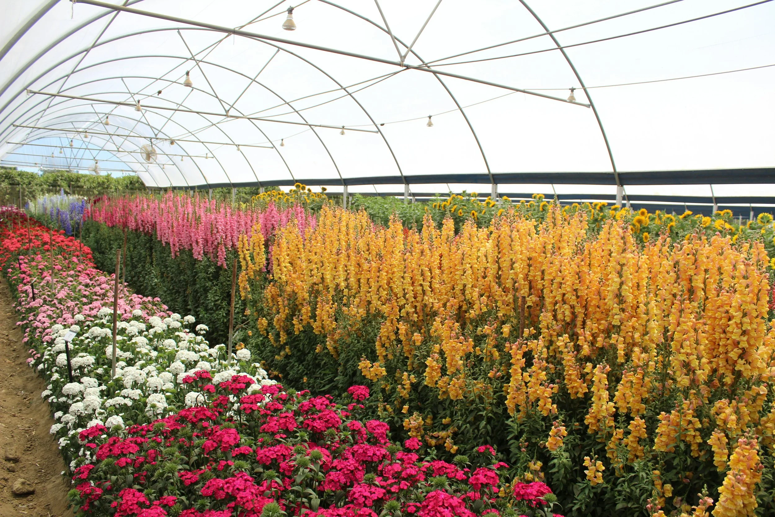 Lessons Learned from ERP Implementations in Greenhouses