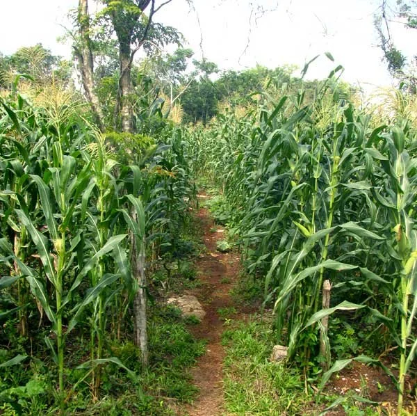 Milpa