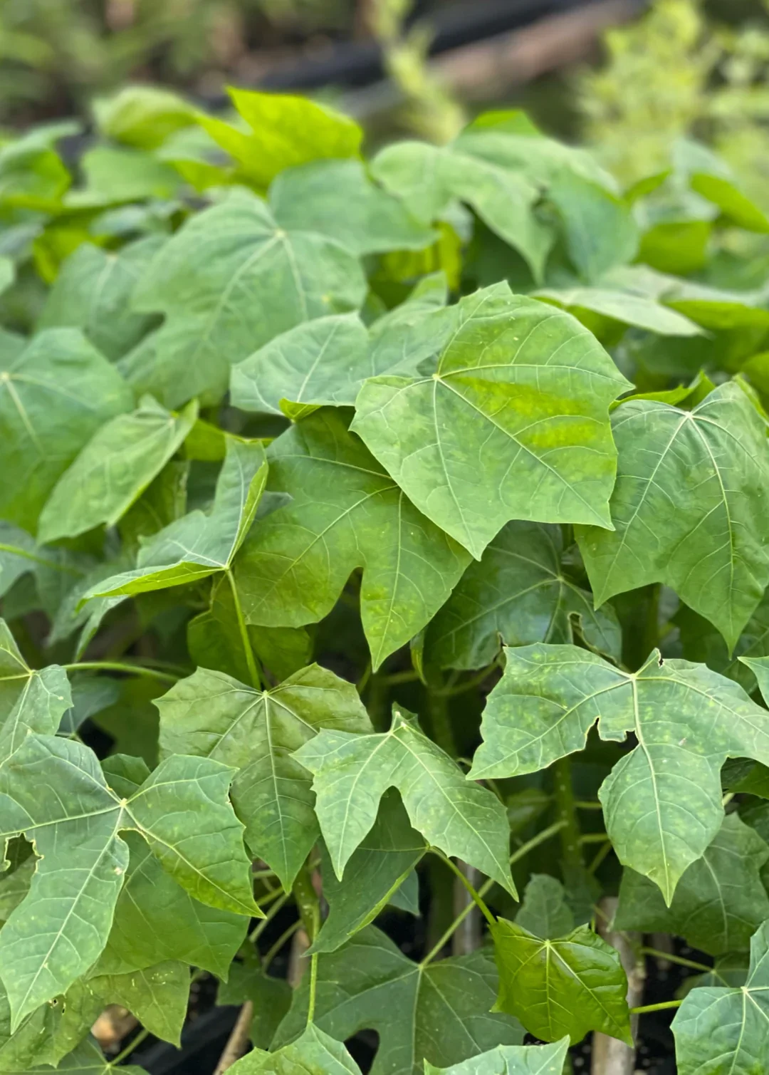 Chaya