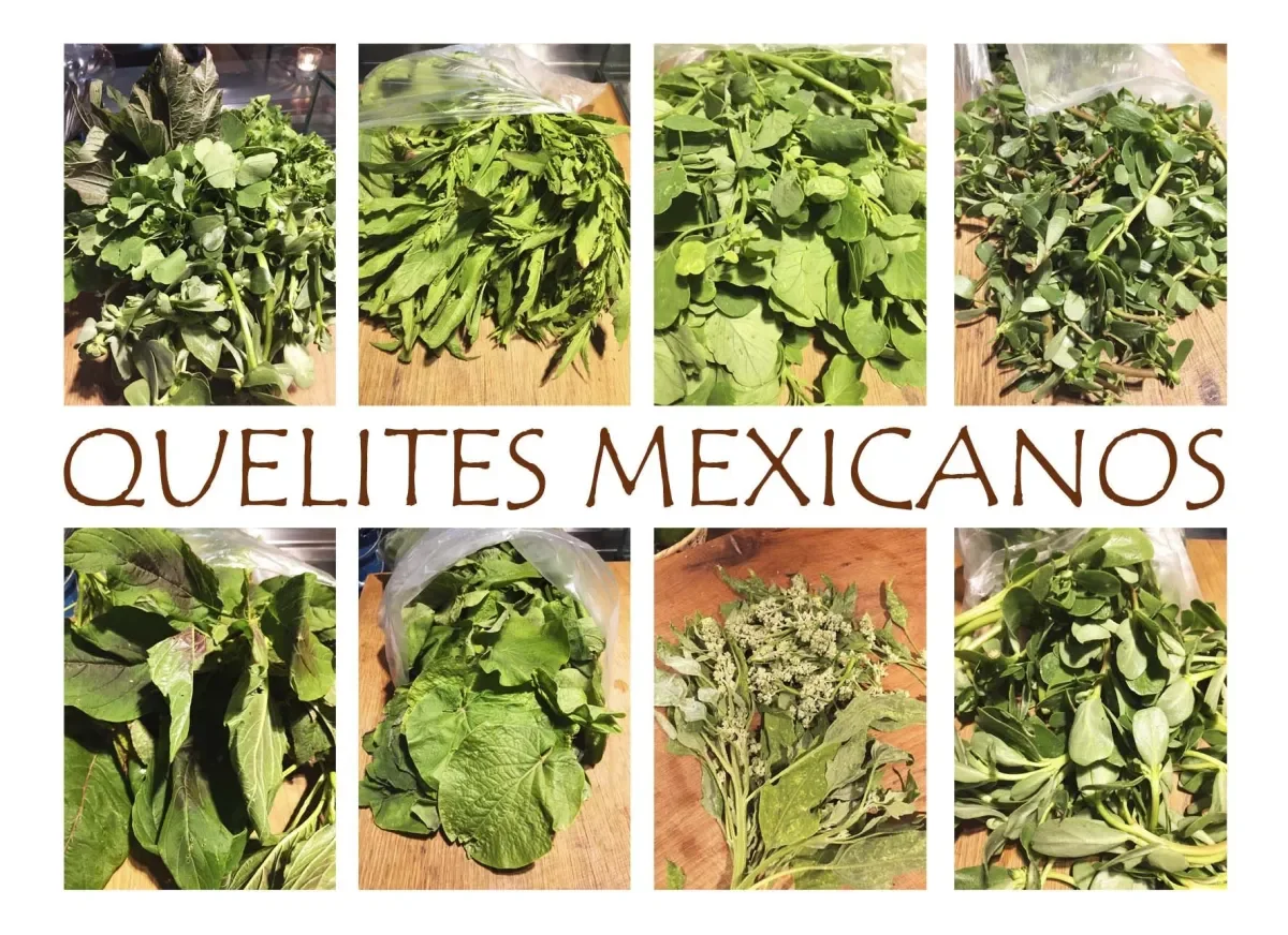 Quelites Mexicanos