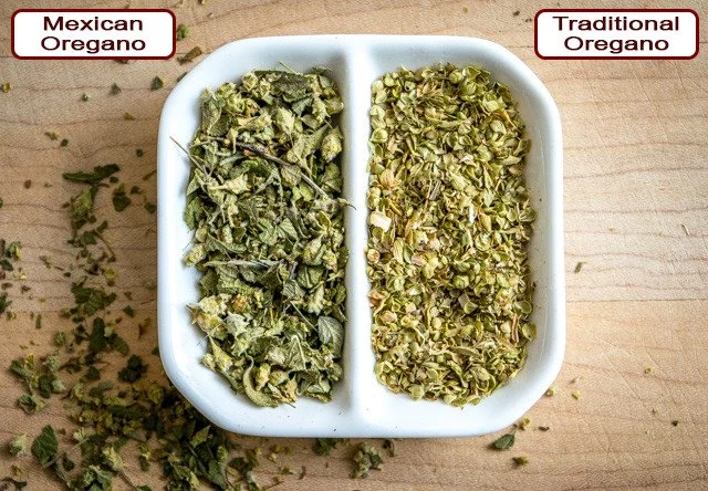 Mexican oregano