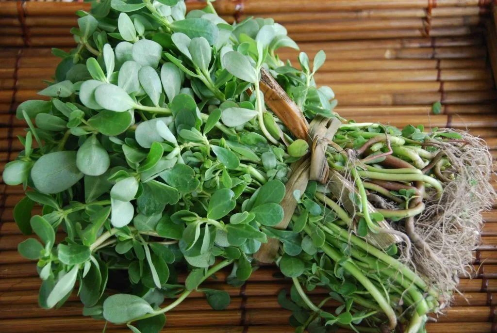 Purslane-Verdolagas