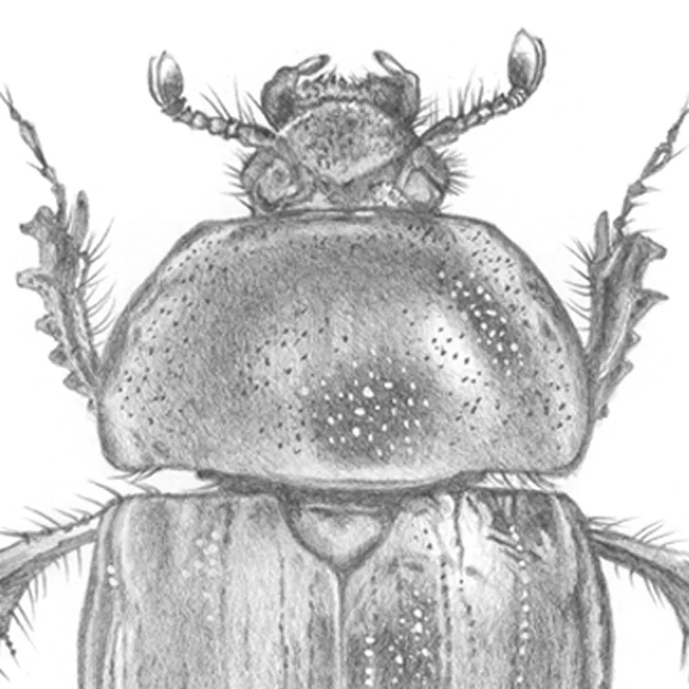 Scarab | Graphite Drawing