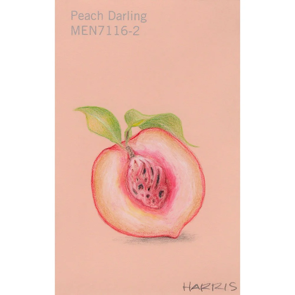 PHarris-peach-darling.jpg