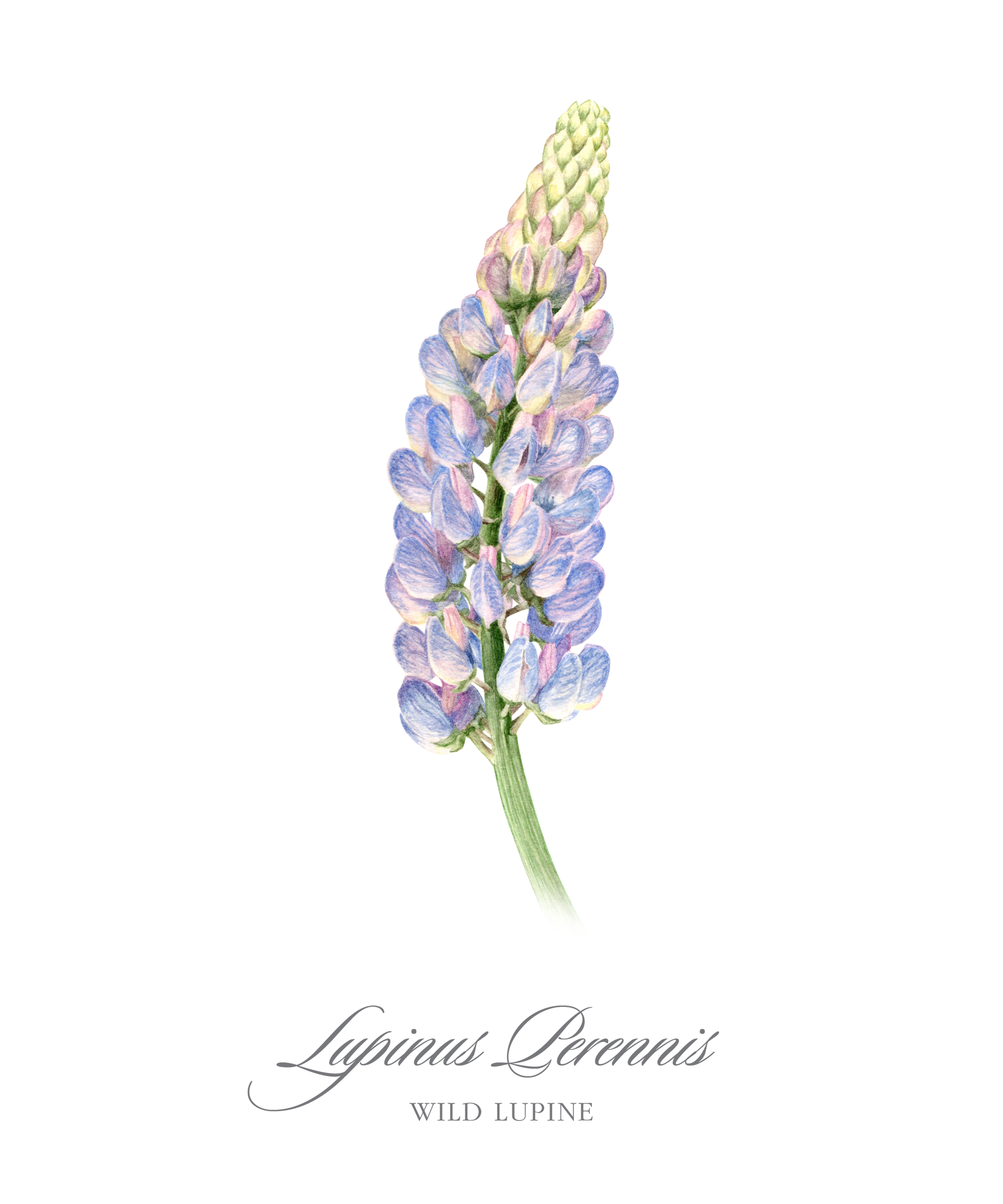 wild-lupine-4500x5400.png