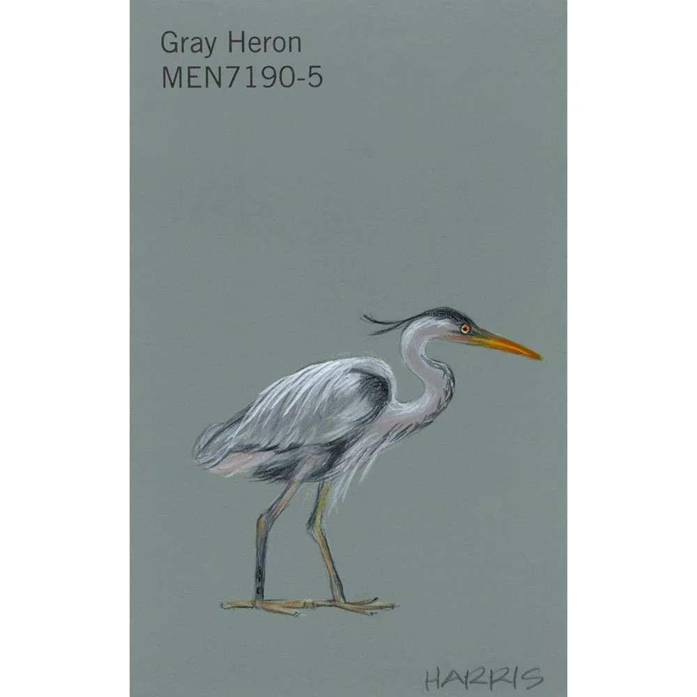PHarris-gray-heron.jpg