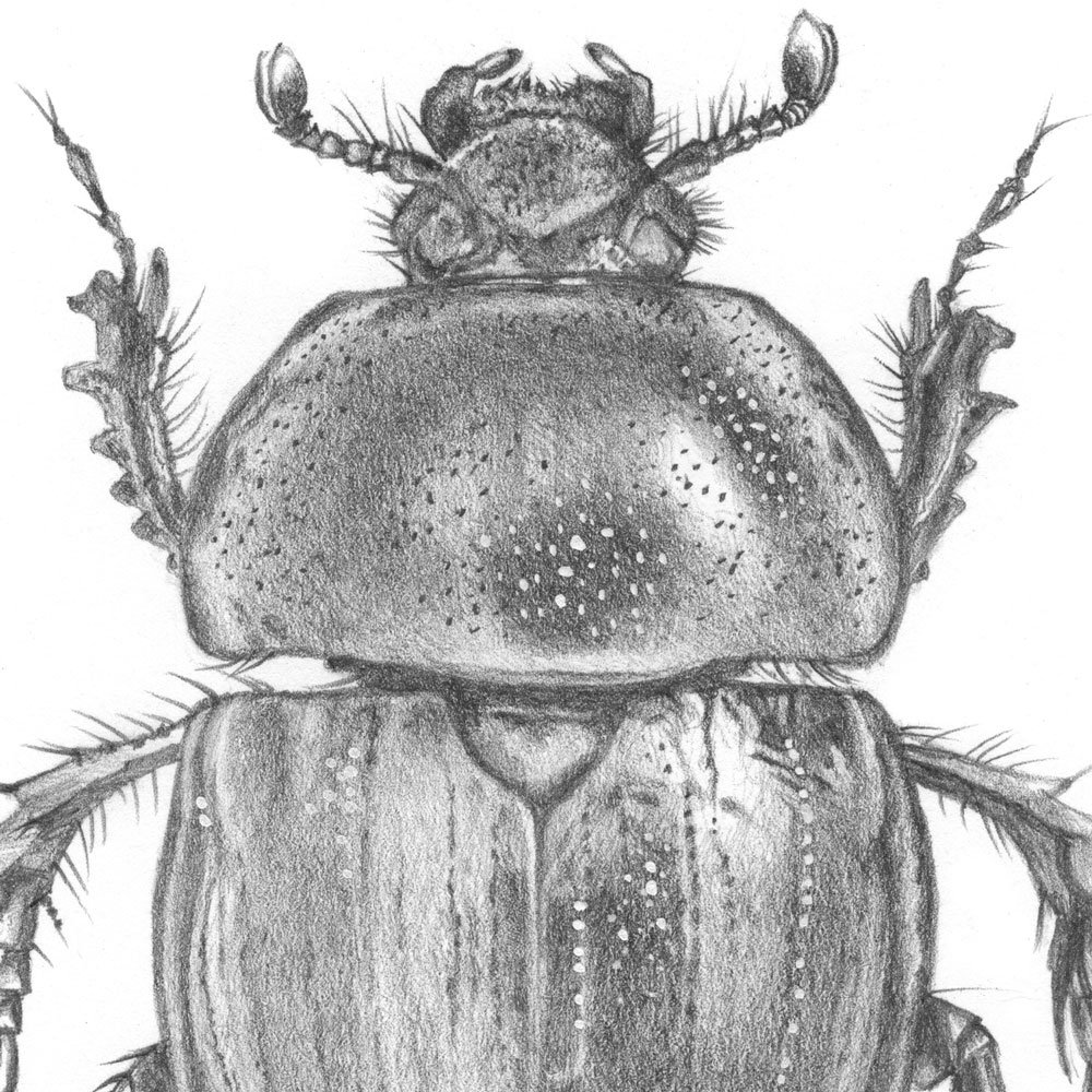 scarab.jpg