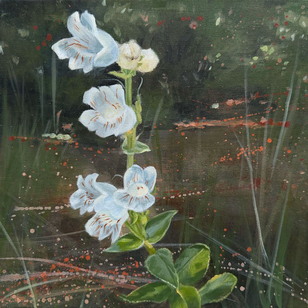 Indian Rock: Foxglove | Acrylic on Canvas