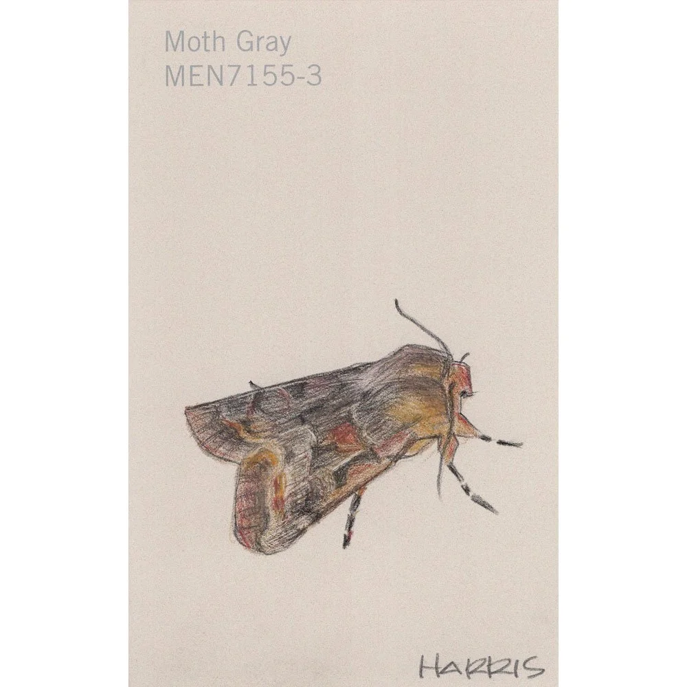 PHarris-moth-gray.jpg