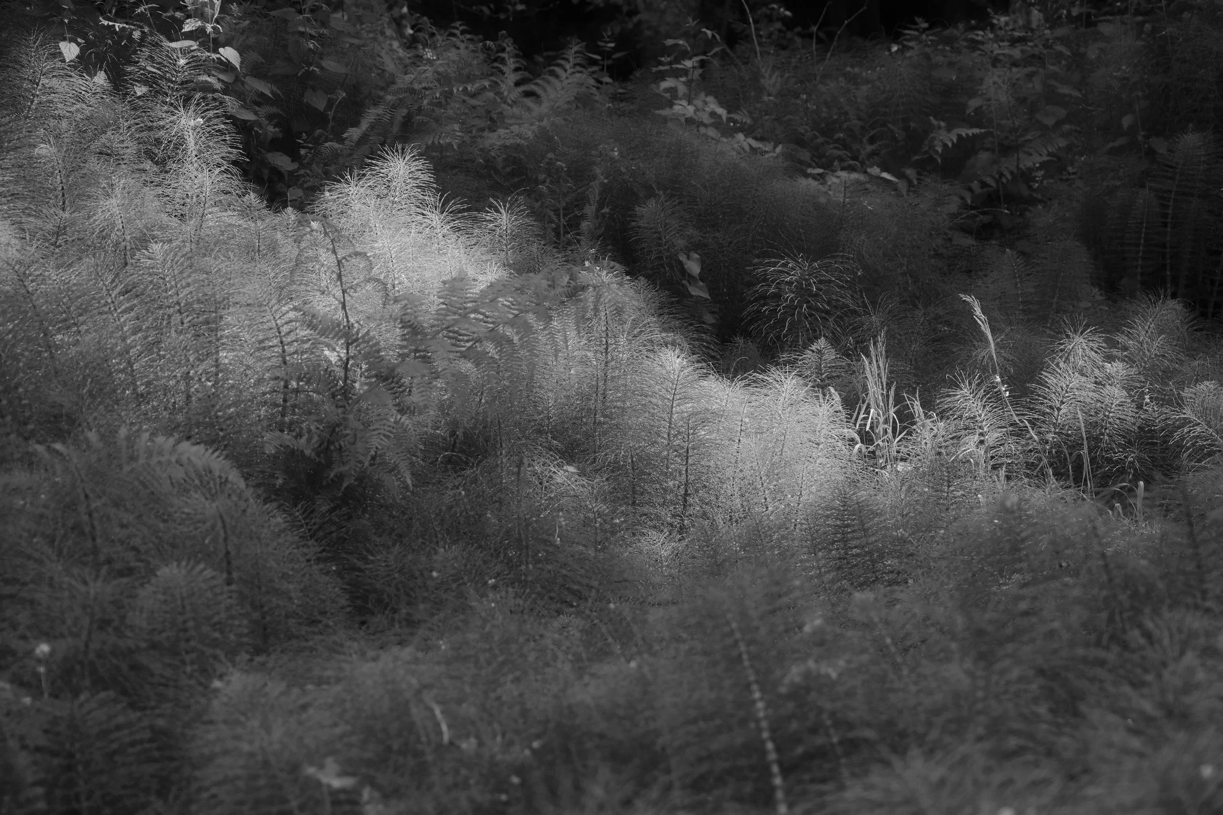 DSCF3381.JPG