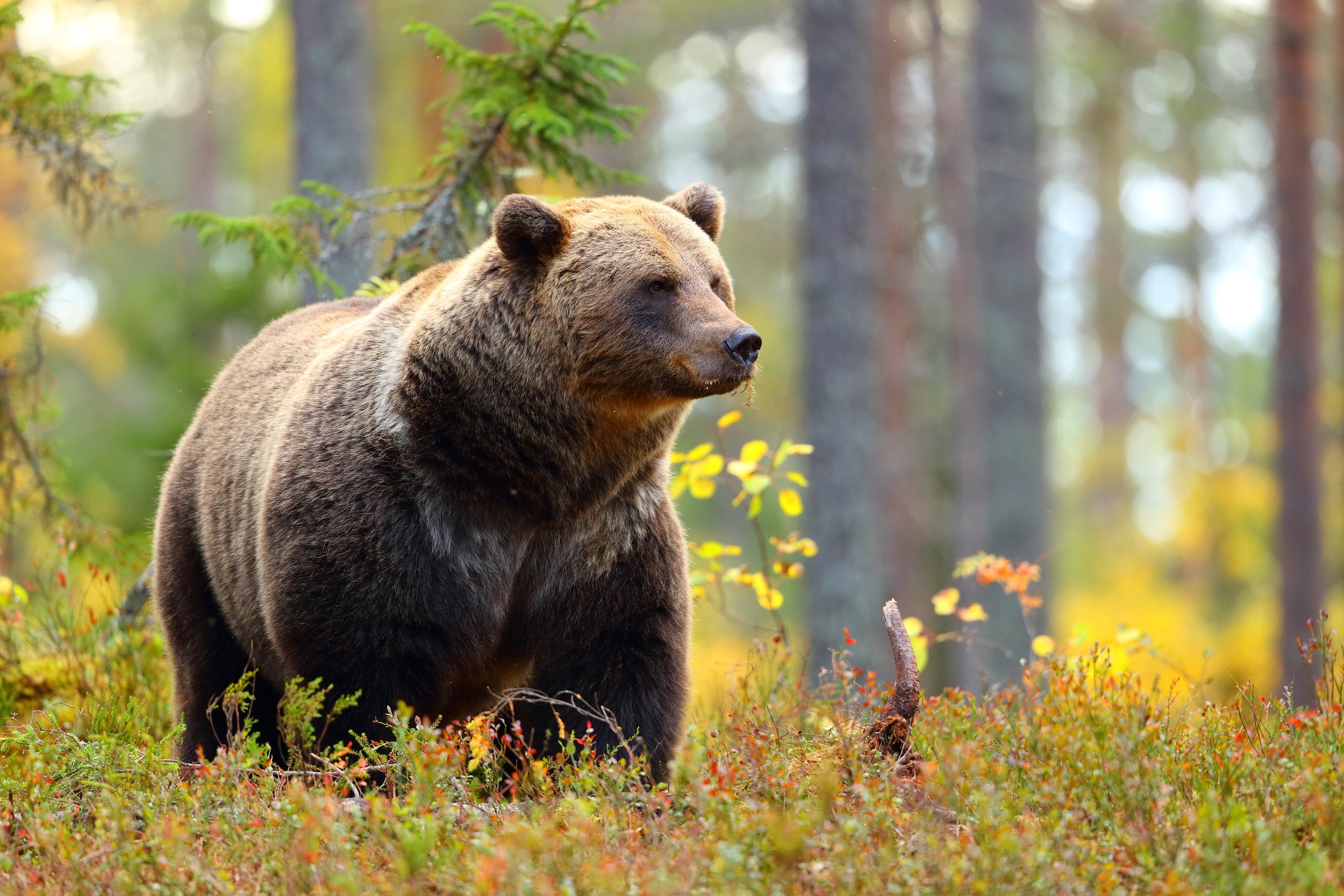Brown Bear.jpeg