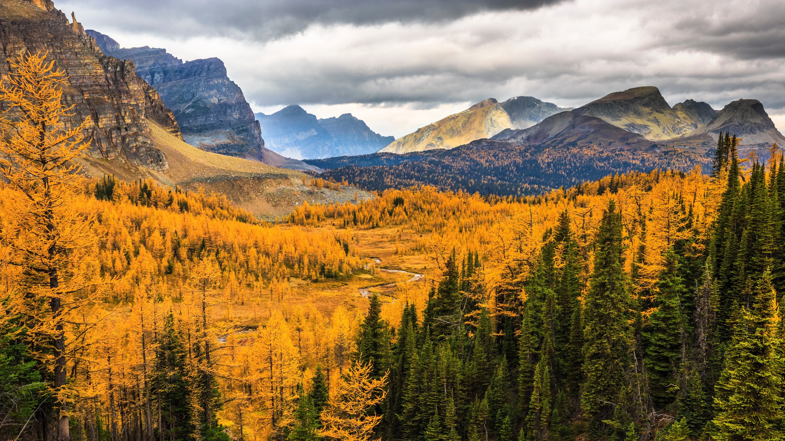 Larch Trees.jpeg