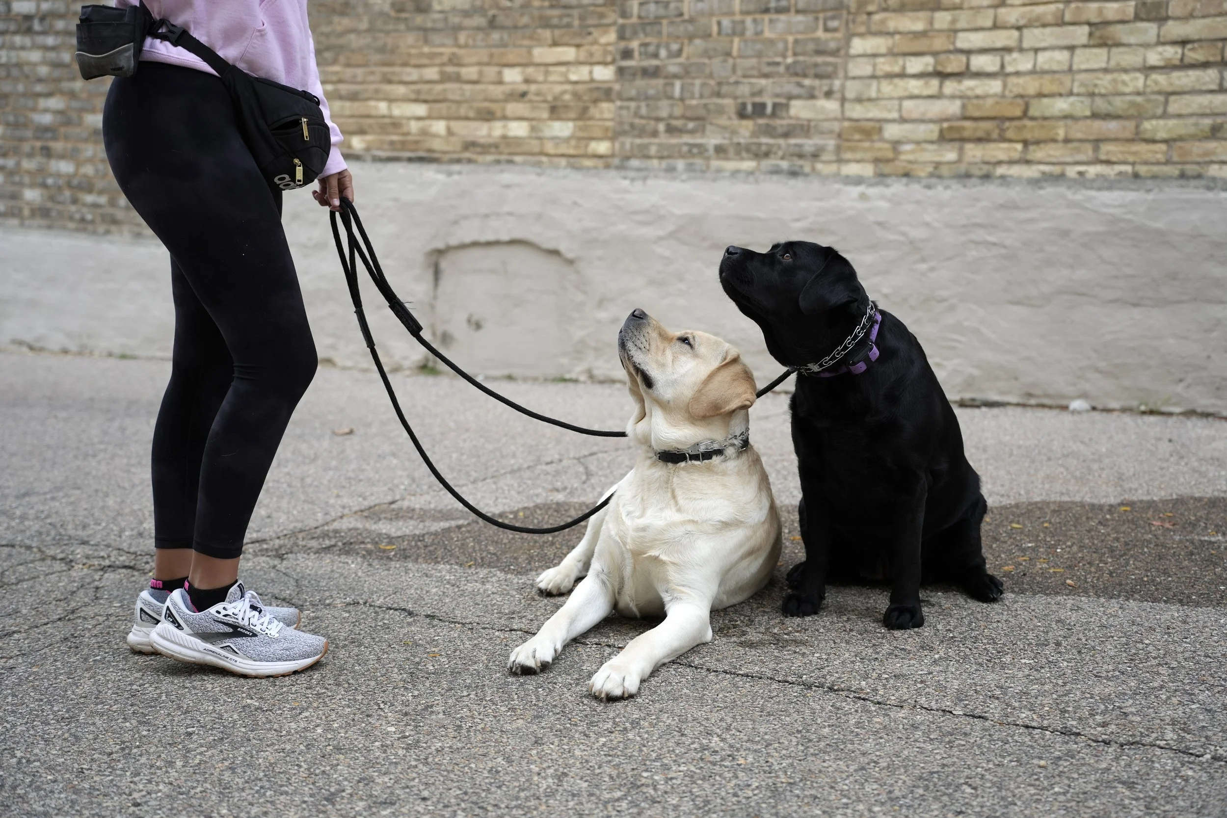 Dog trainer and dogs showcasing dog training products