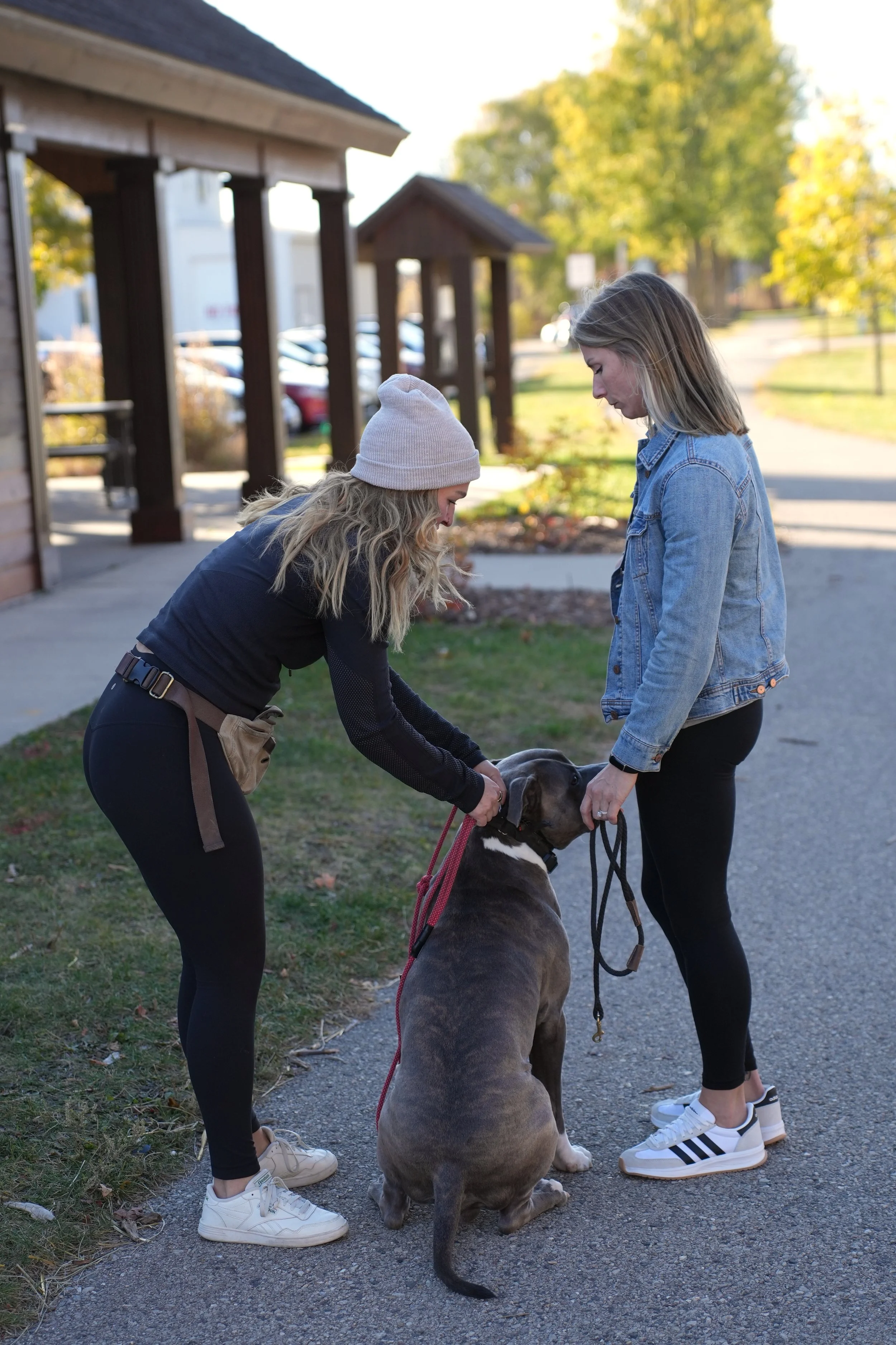 Dog trainer working 1-1 with owner