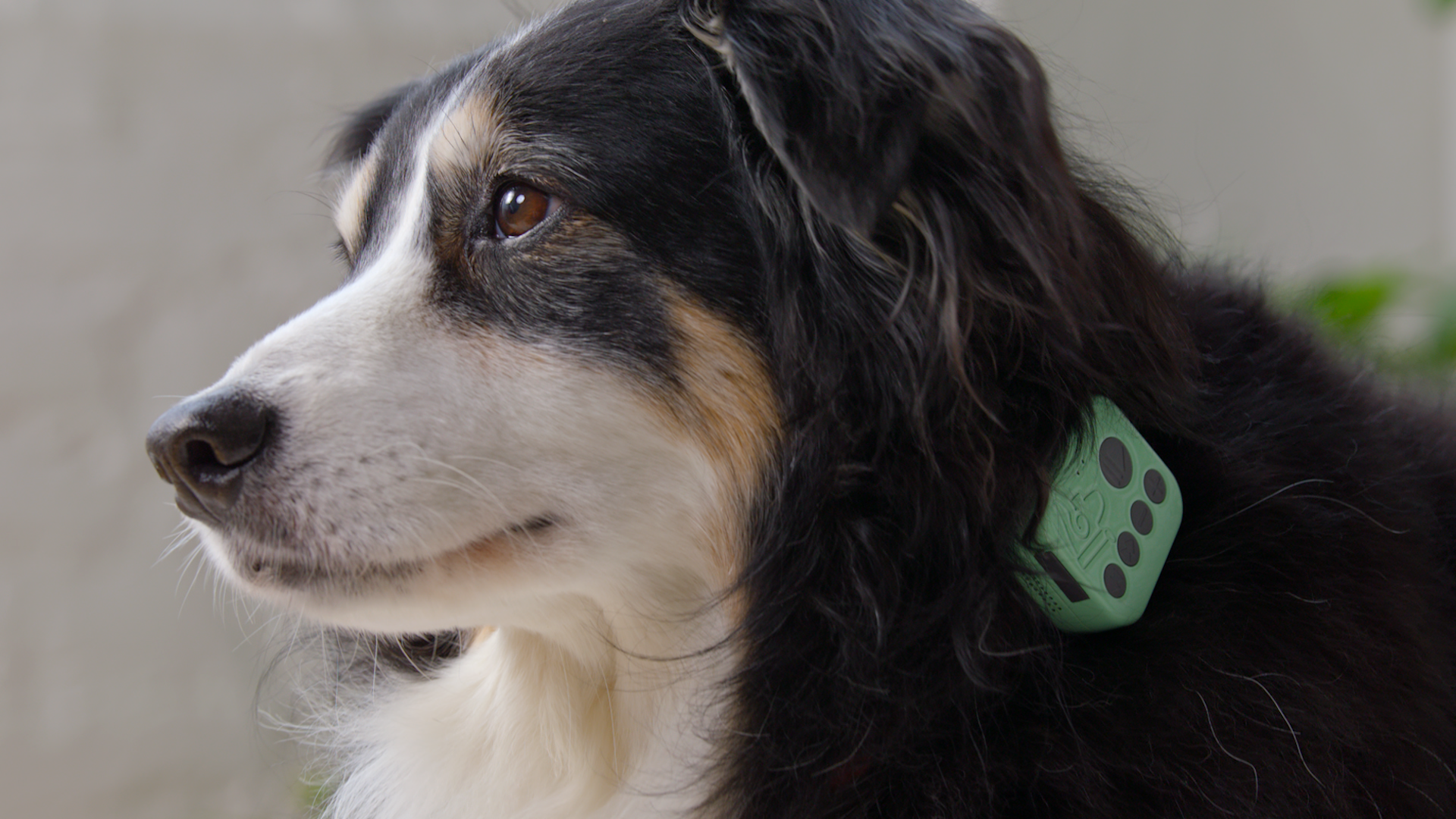 Barkwoo: Music for Dogs