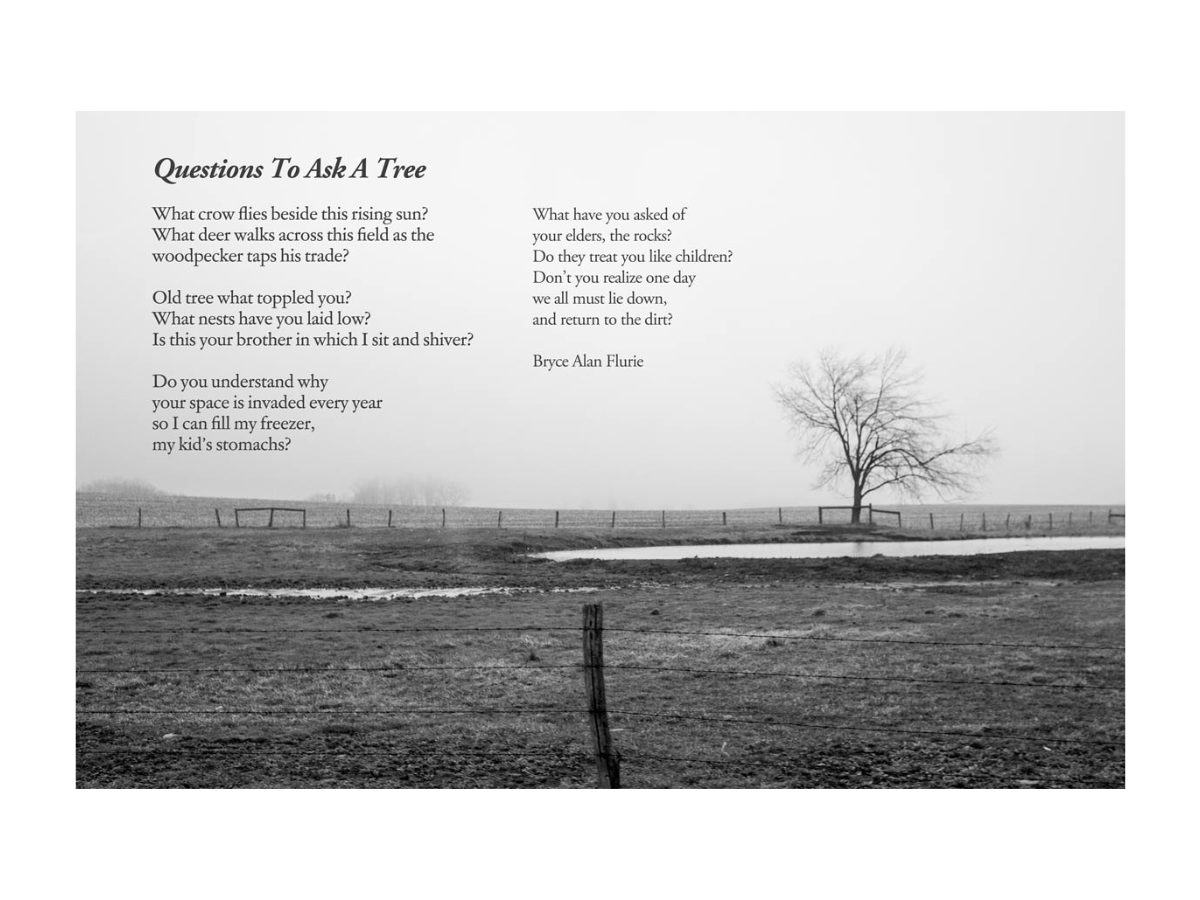 Questions To Ask A Tree.png