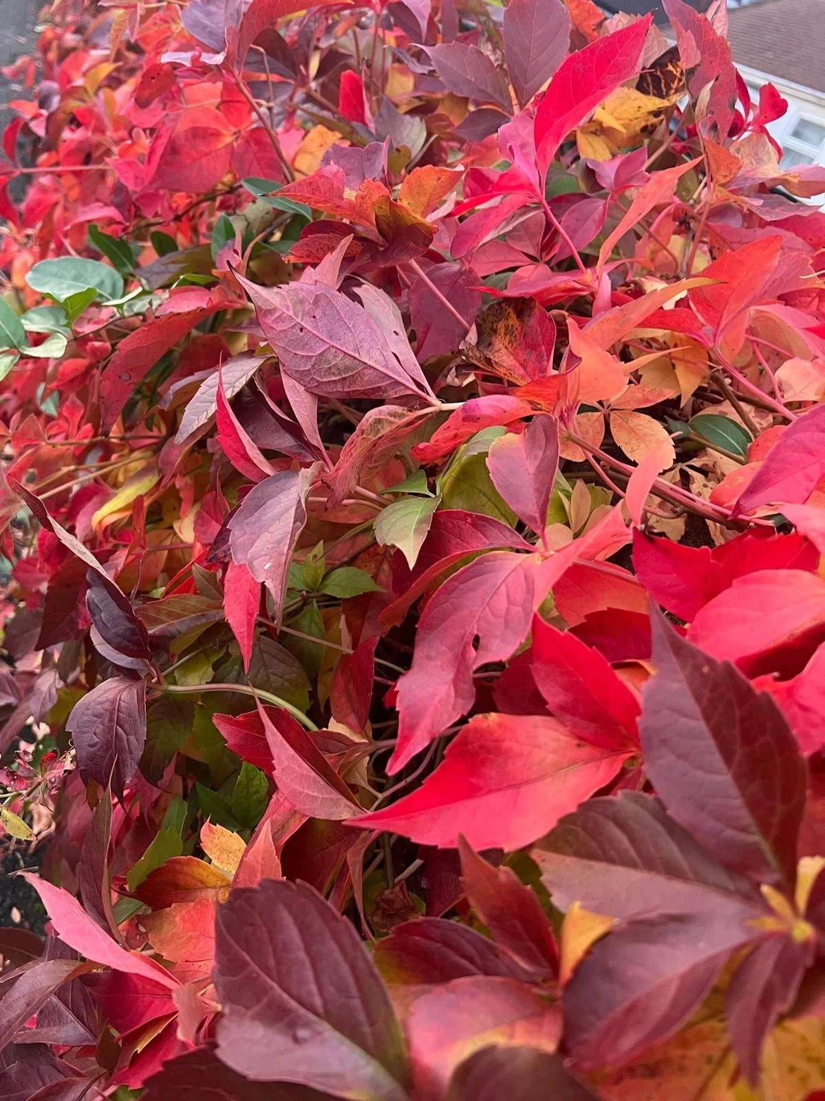 WhatsApp Image 2024-11-03 at 10.31.16 (4).jpeg