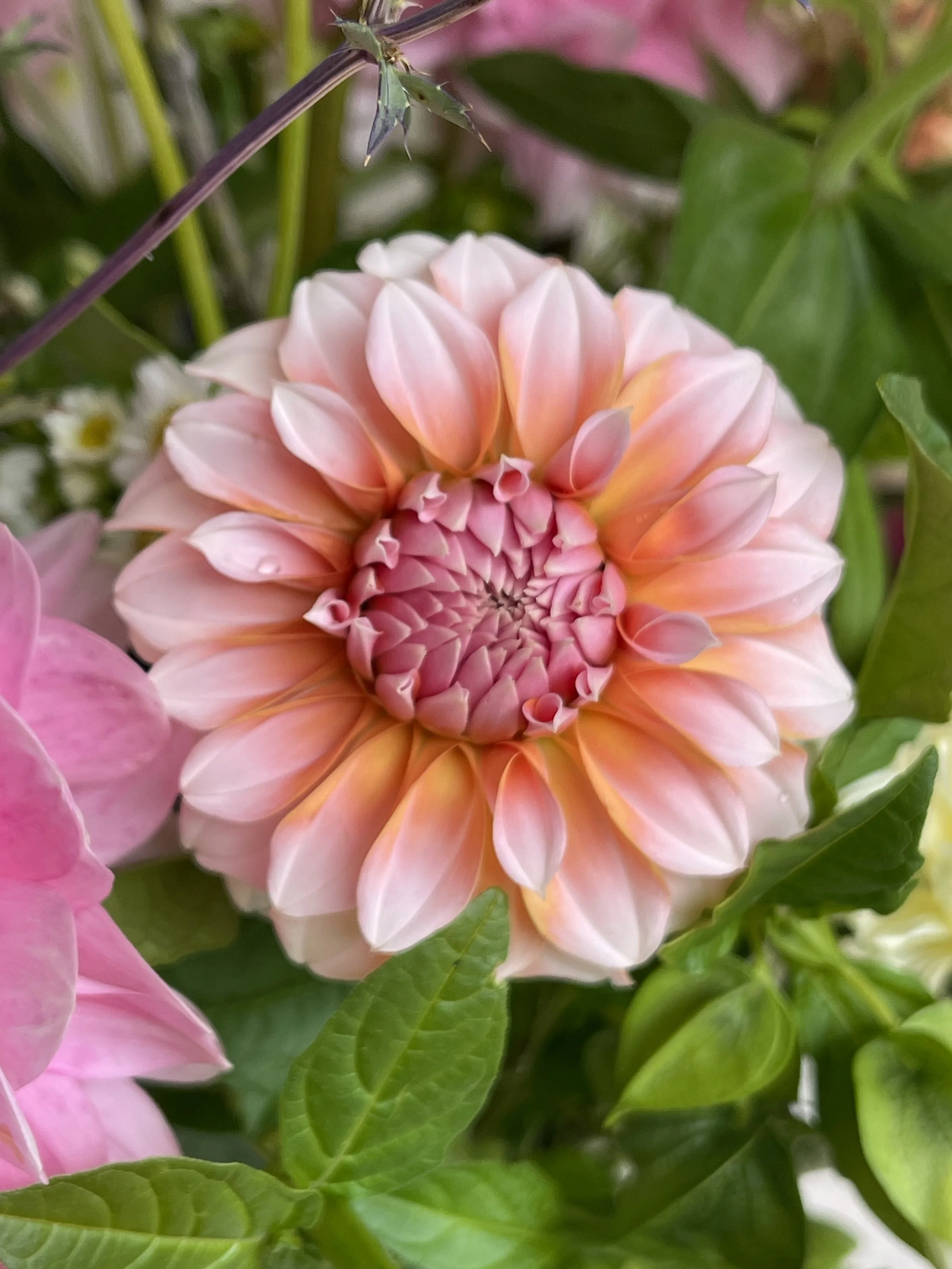 Pastel classic detail.jpg