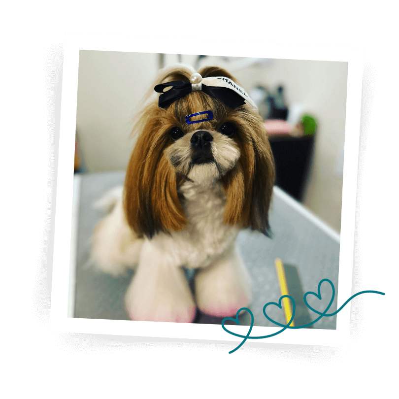 Cherry's Pet Spa Luxurious Spa Services for Your Fur Babies 🍒