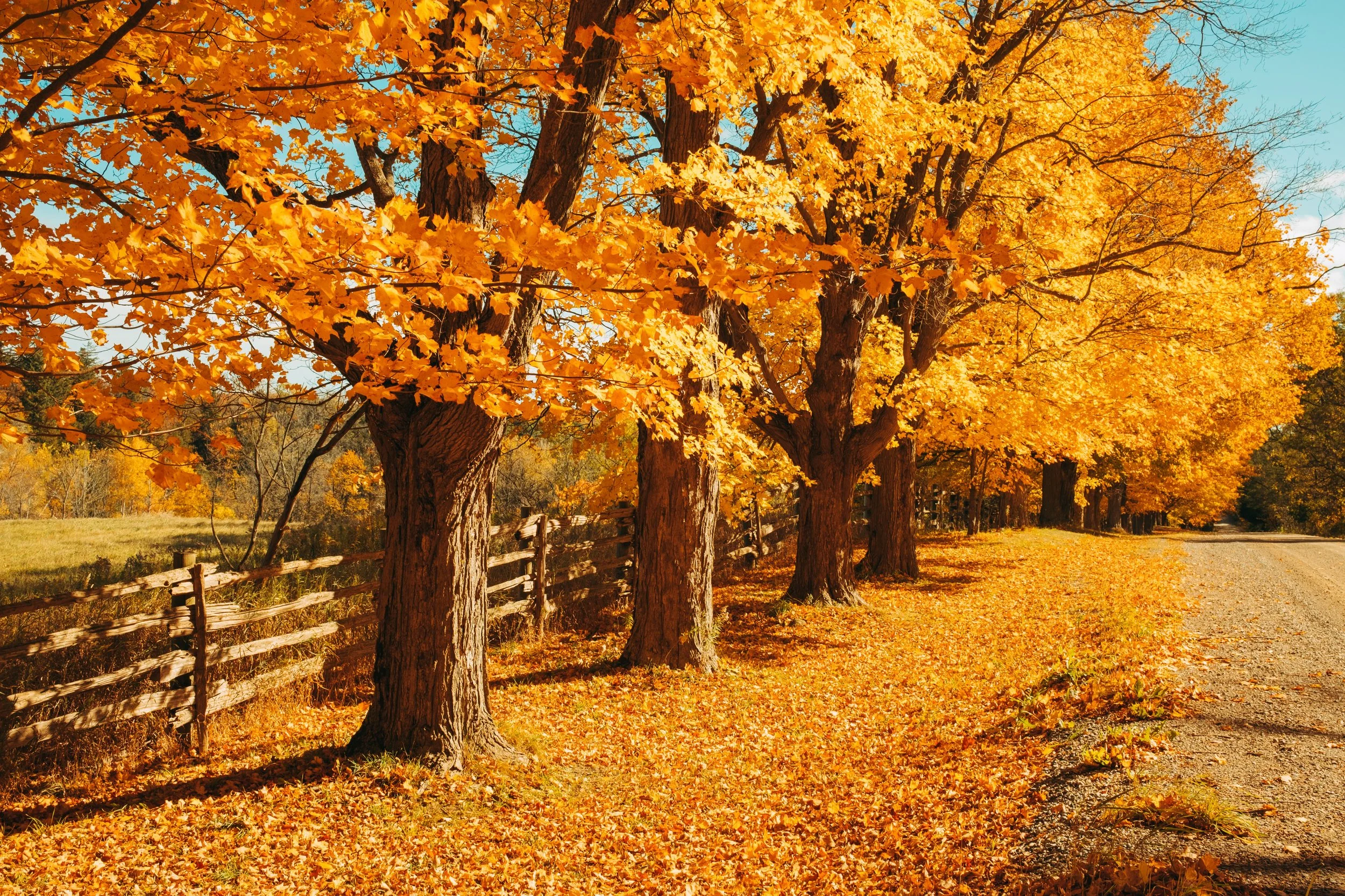Feng Shui for the Fall: Welcoming the Energy of Harvest