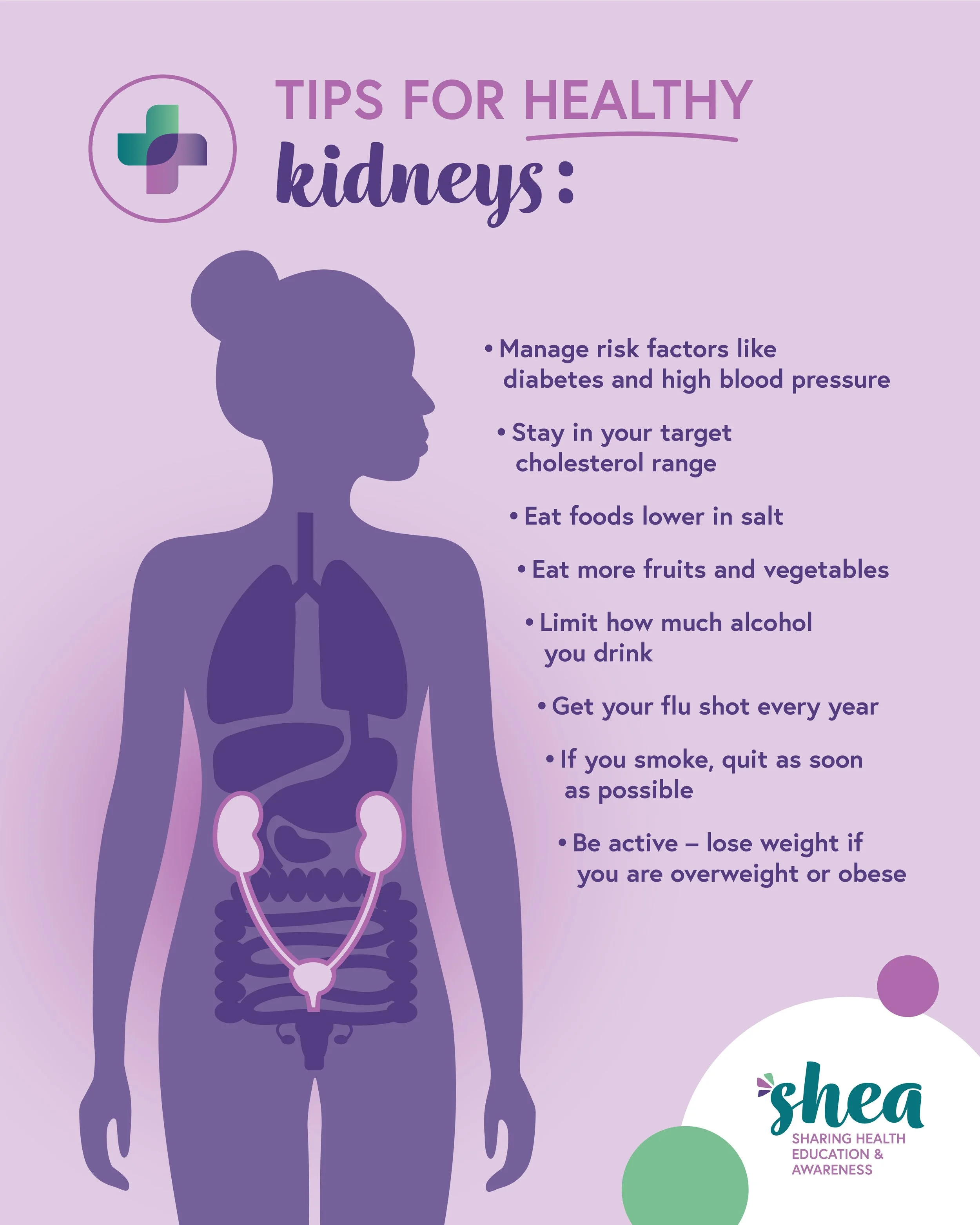 SHEA-March-Anatomy-Kidneys-IG-031425.jpg