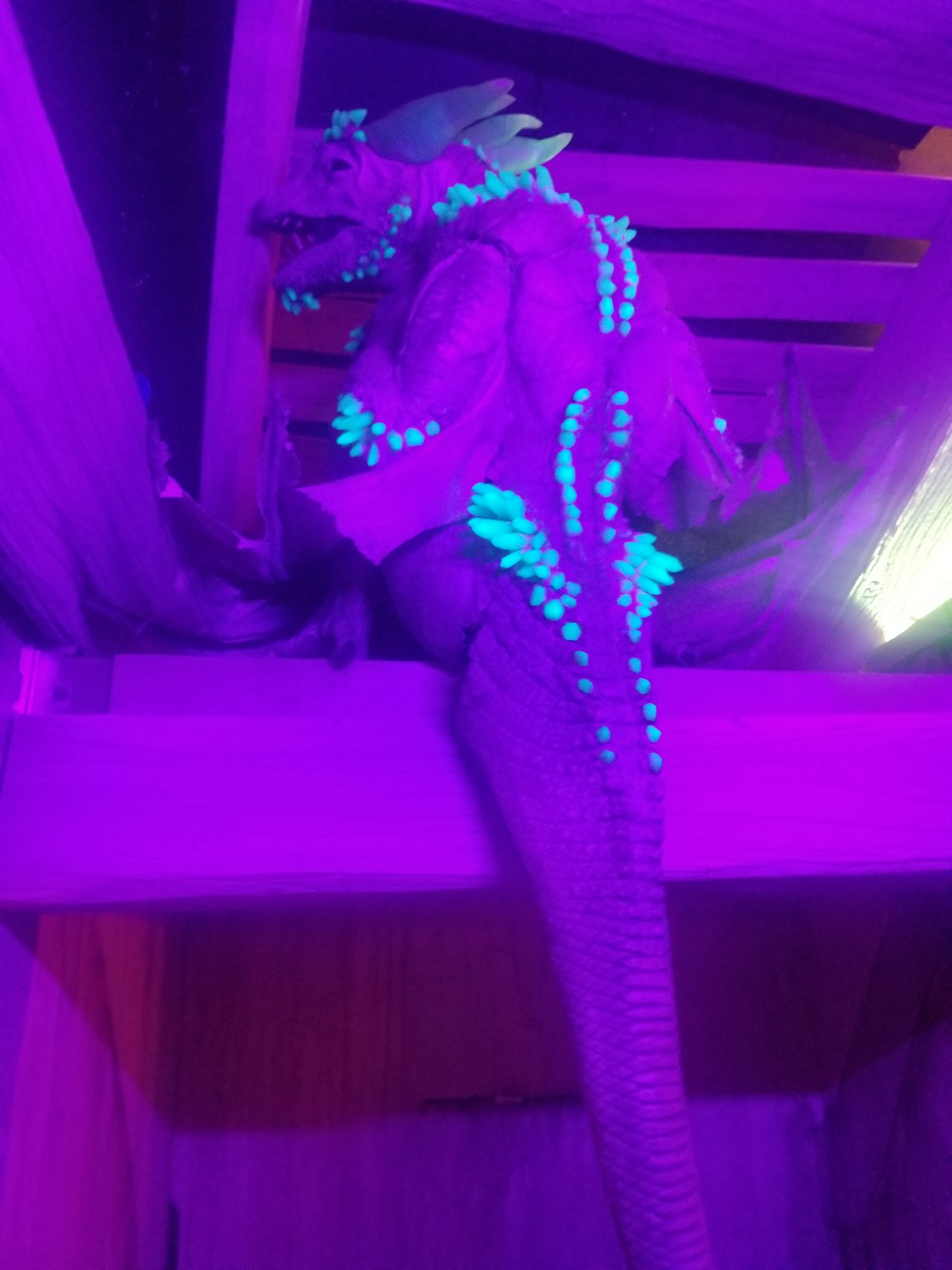 ice dragon.jpg