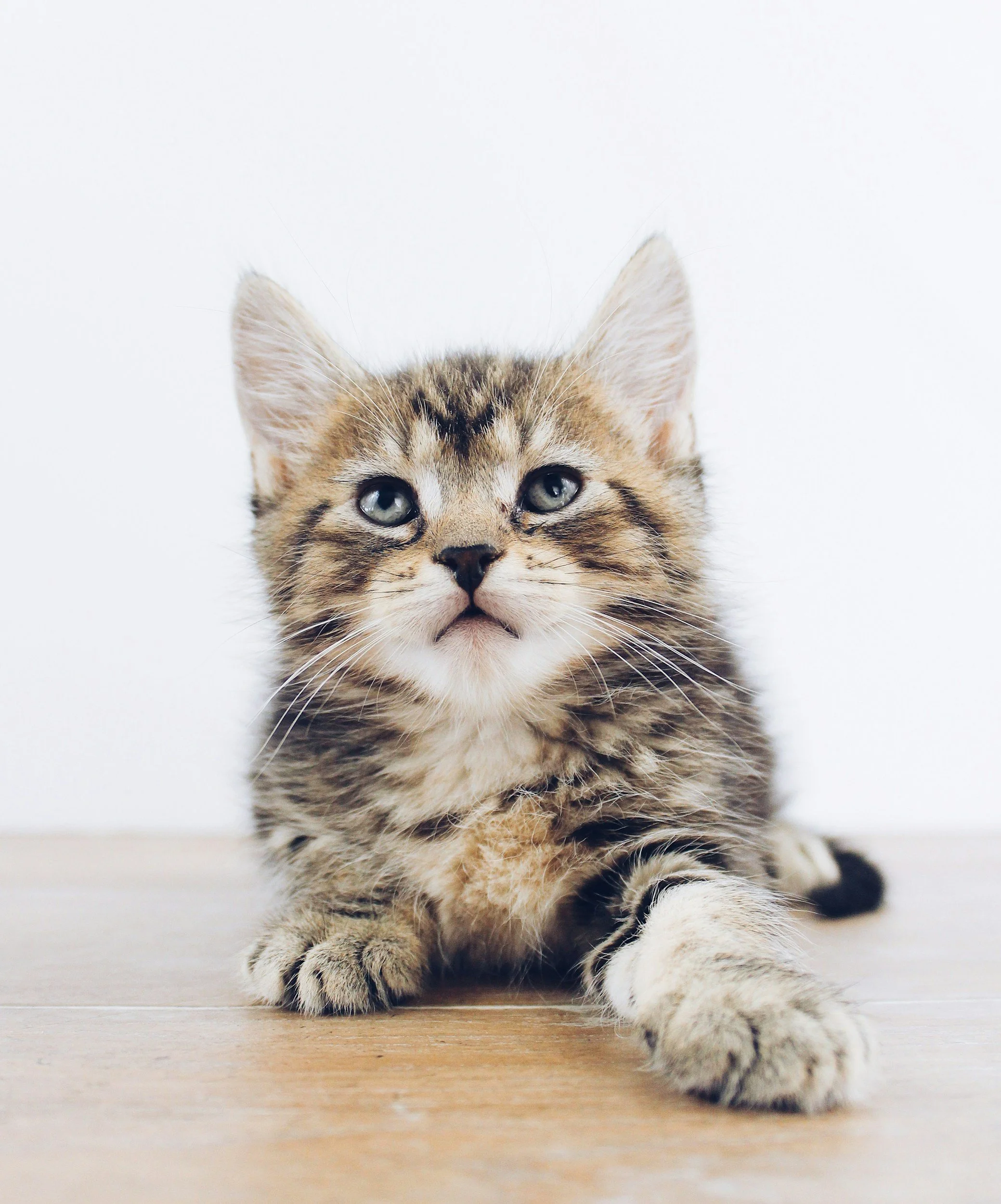 Cat Saves - Adoption Event
