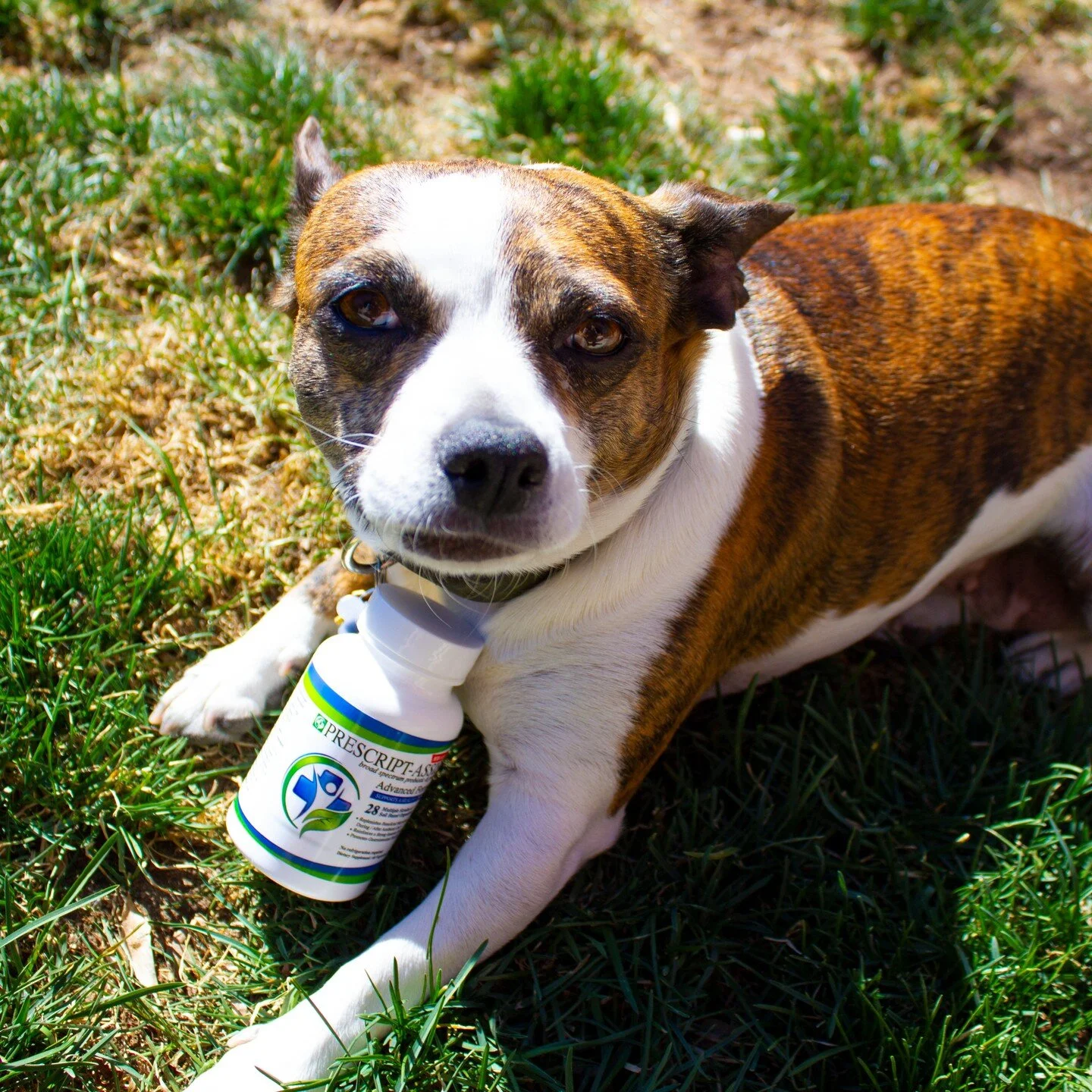 Olive the Dog is excited about Prescript Assist, VST's flagship product.

Visit www.vst.org to learn more about when we go live and to sign up for more updates about our FREE Membership to discounts, exclusive products, videos and more, open to Veter