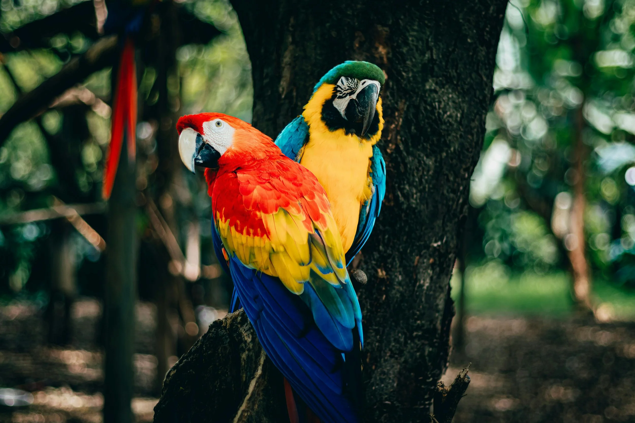 Your Daily Wildlife Encounters in Cabuya, Costa Rica