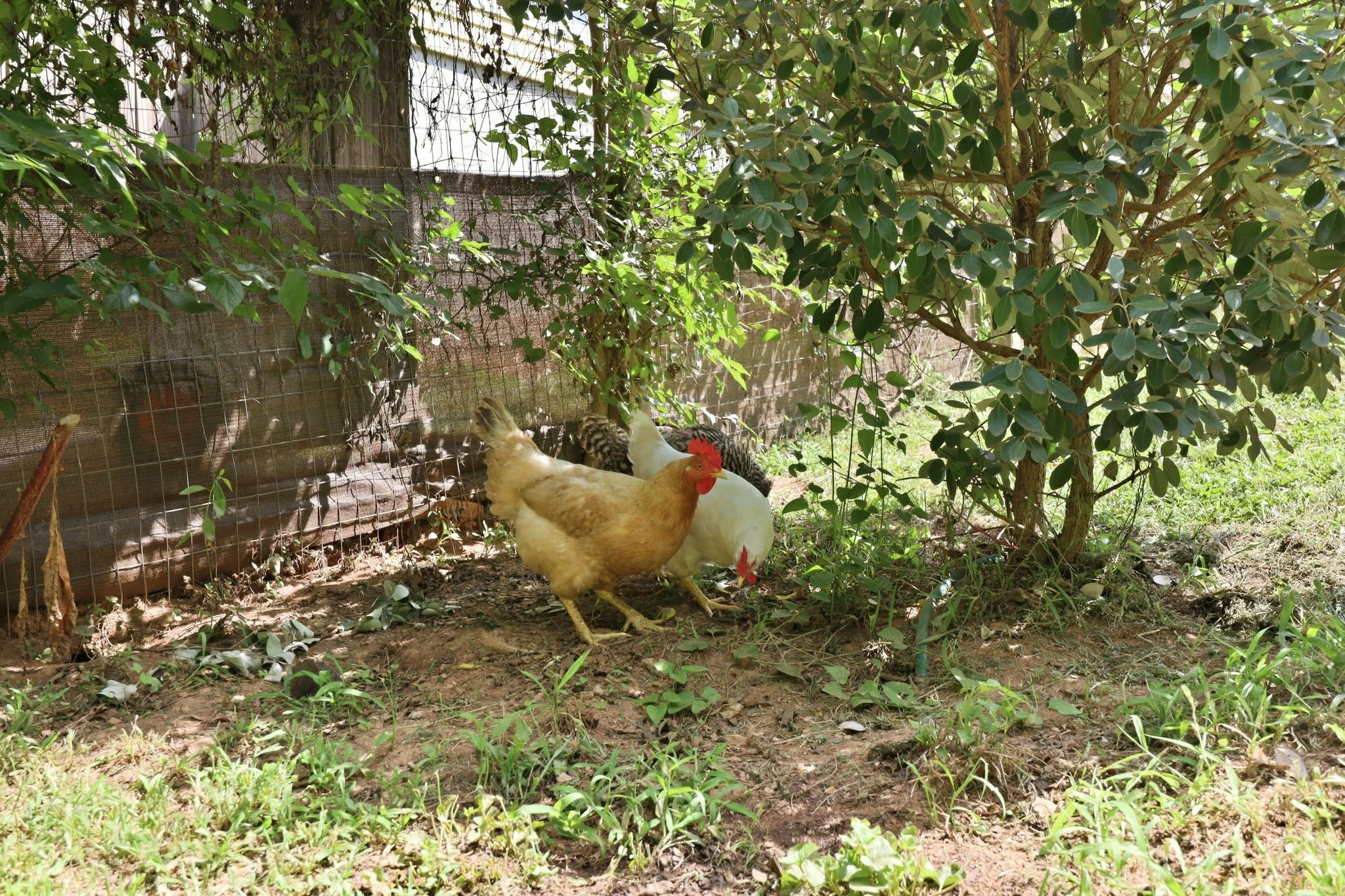 300 Jones Ave Hillsborough NC chickens