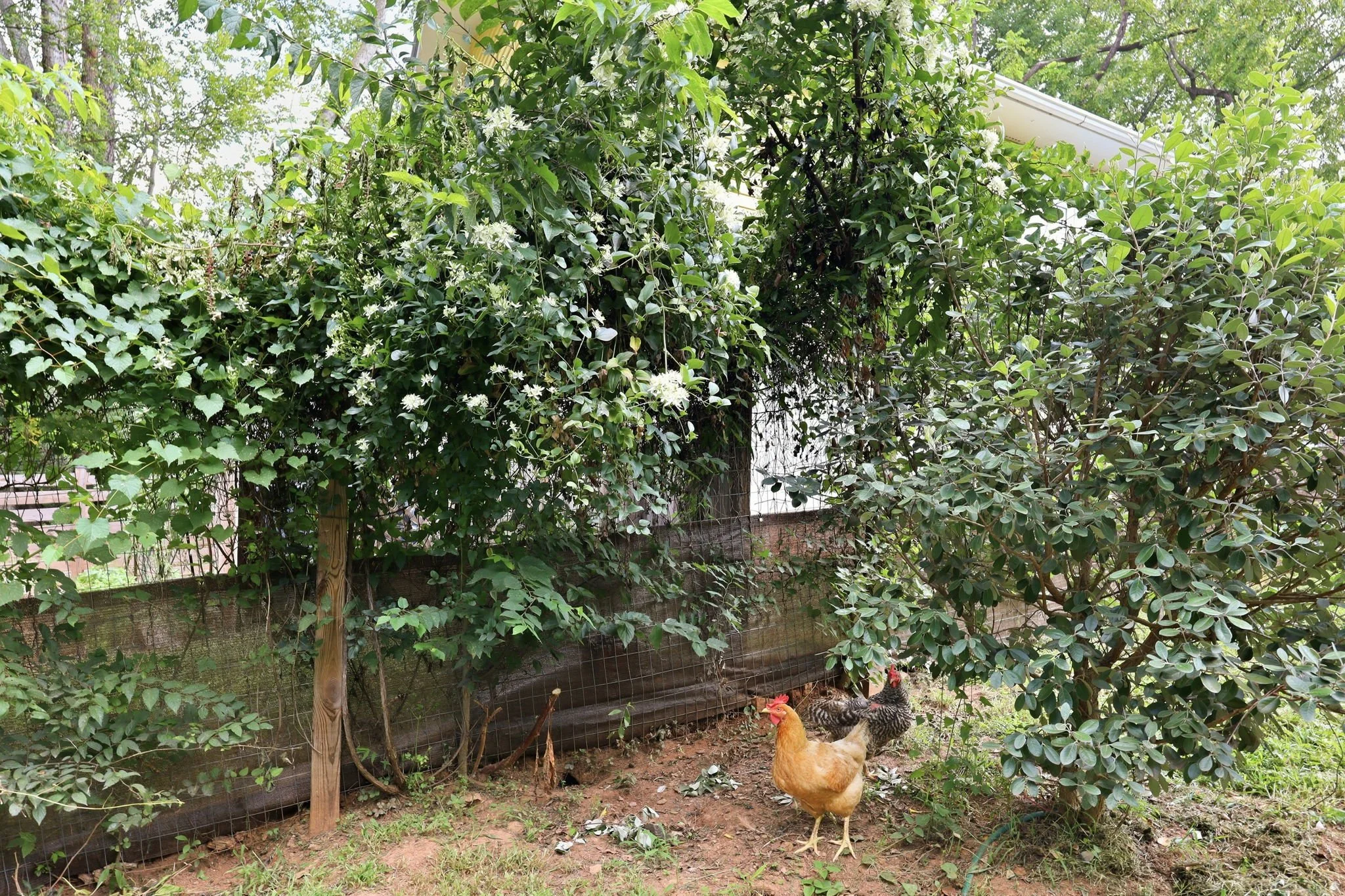 300 Jones Ave Hillsborough NC chickens