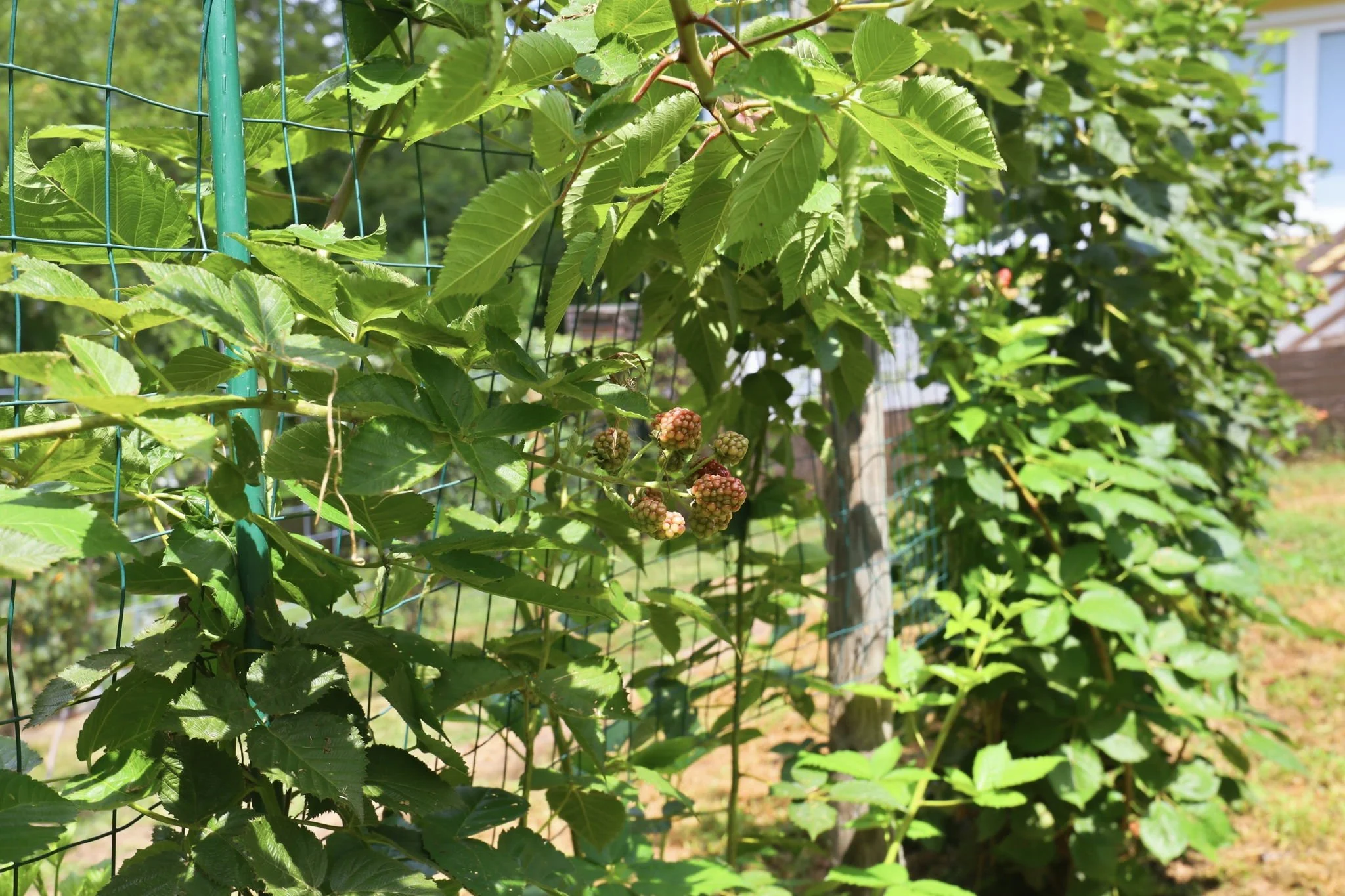 300 Jones Ave Hillsborough NC Berries