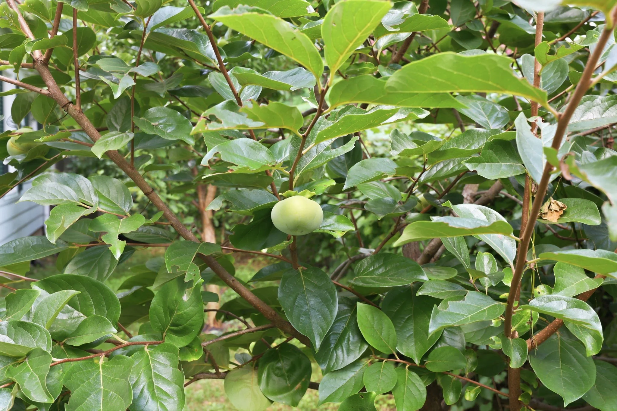 300 Jones Ave Hillsborough NC Orchard