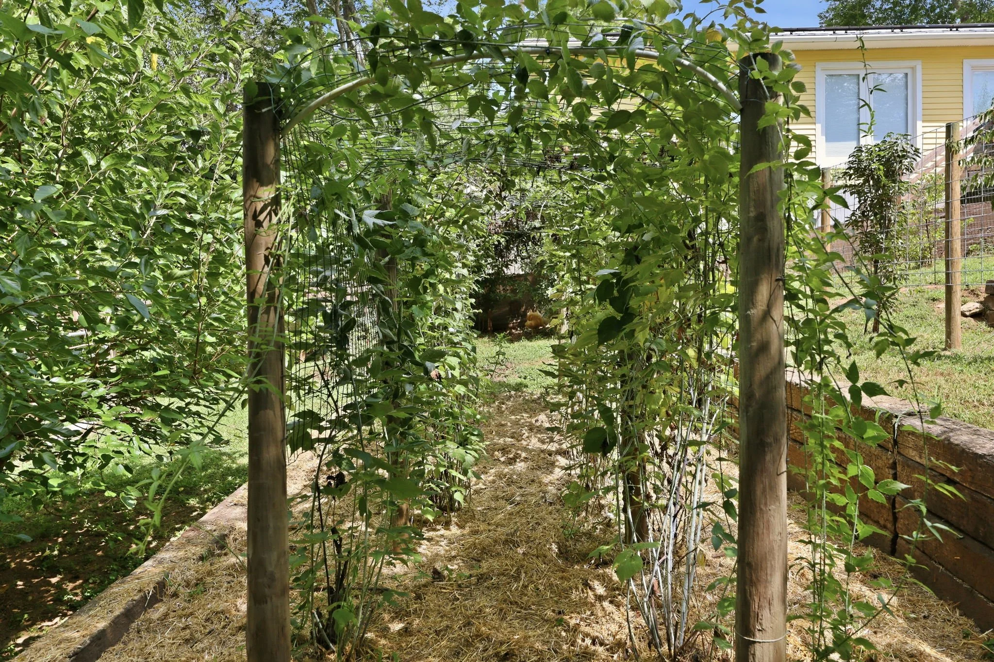 300 Jones Ave Hillsborough NC Garden