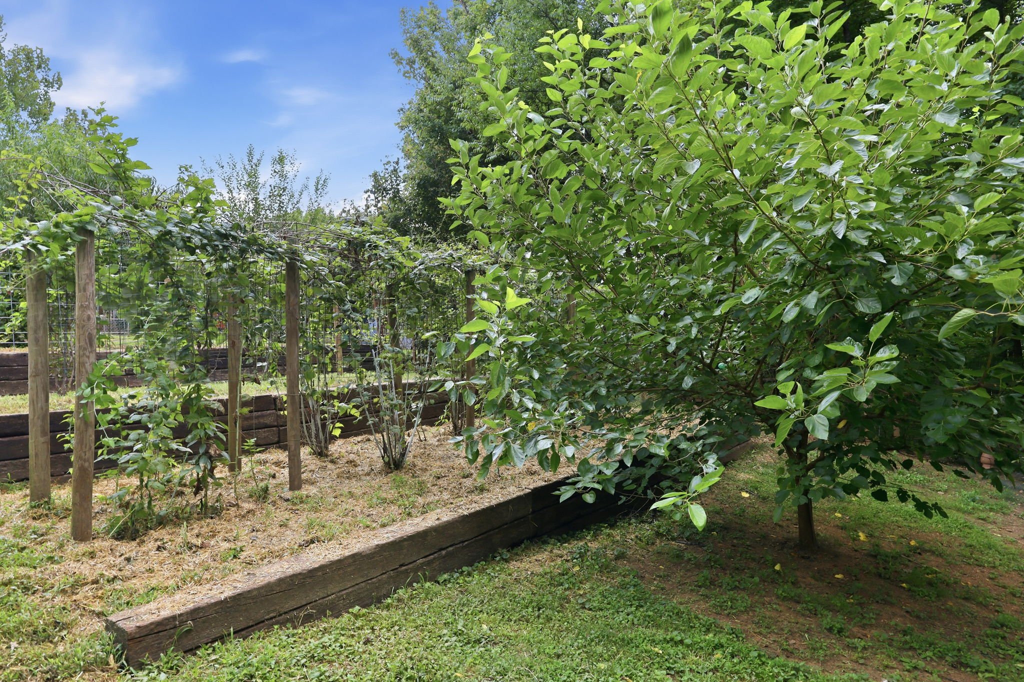 300 Jones Ave Hillsborough NC terraced garden