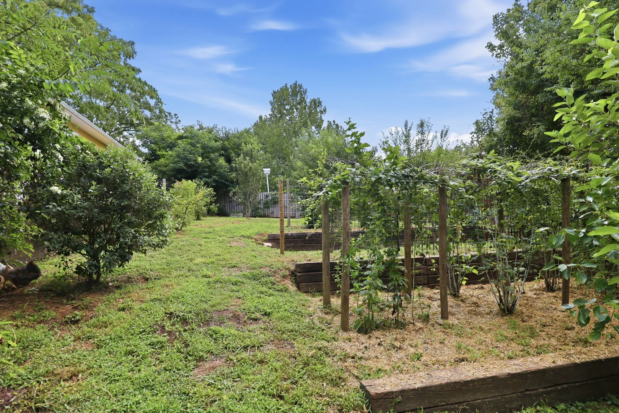 300 Jones Ave Hillsborough NC berries and kiwi