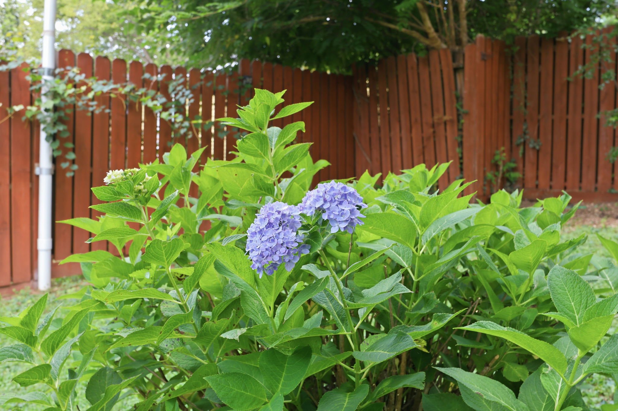 300 Jones Ave Hillsborough NC hydrangea
