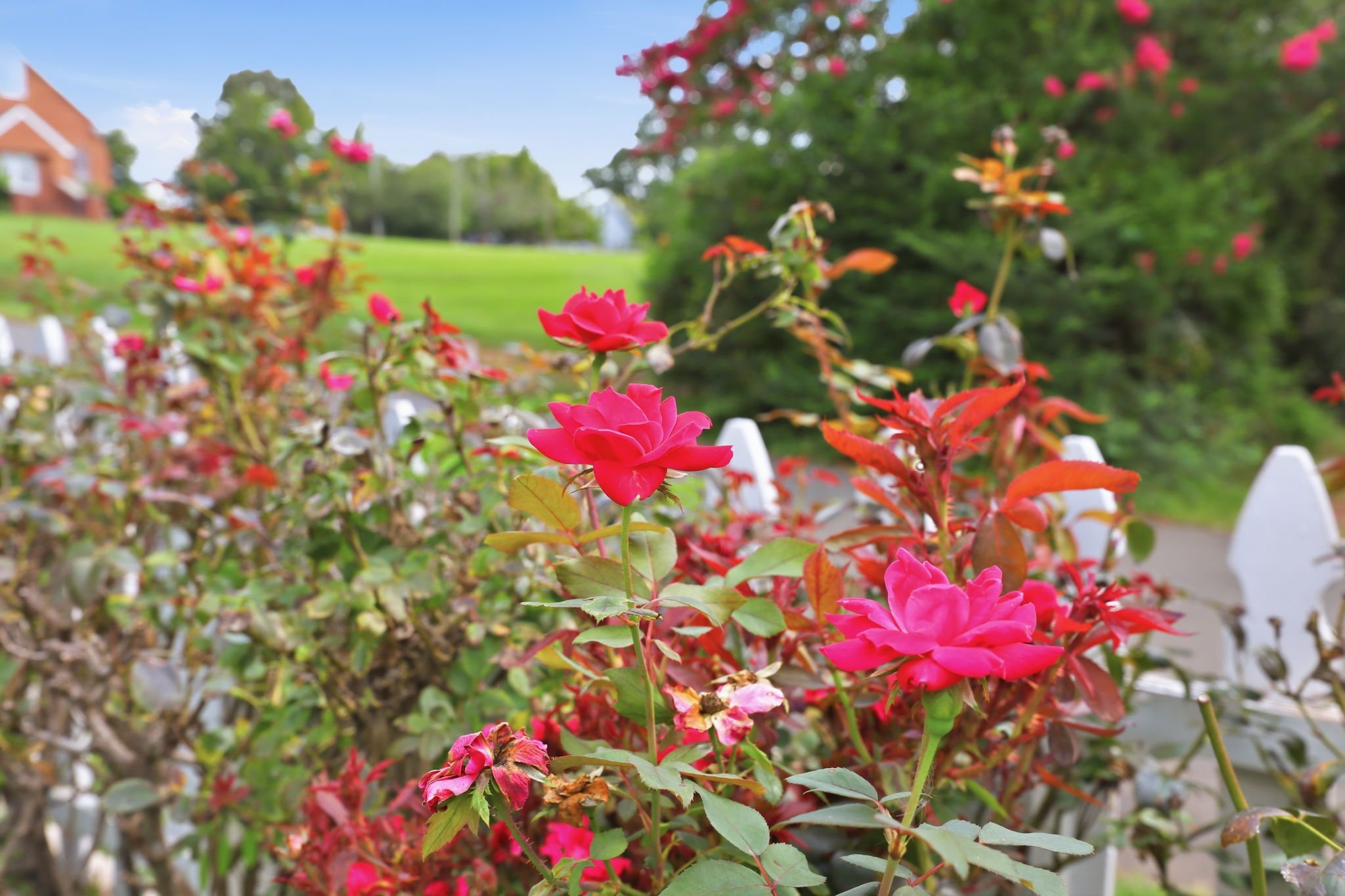 300 Jones Ave Hillsborough NC knockout roses