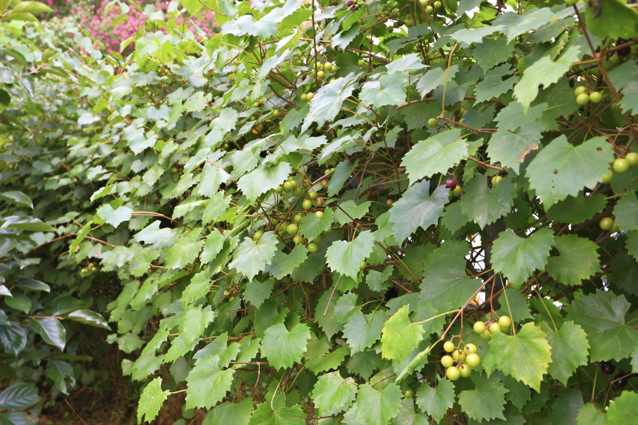 300 Jones Ave Hillsborough NC muscadine