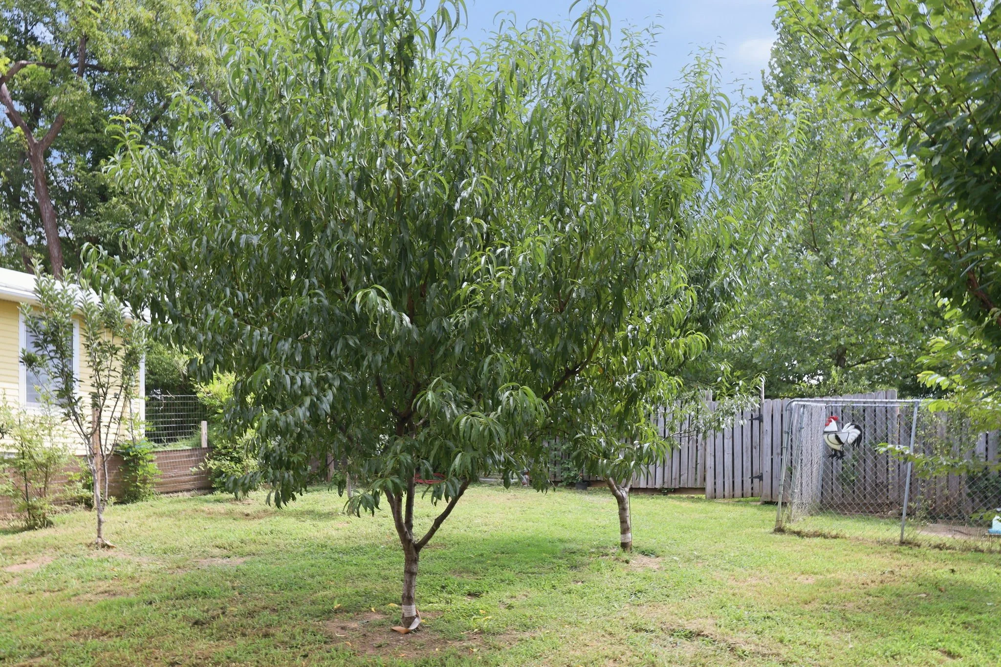 300 Jones Ave Hillsborough NC orchard