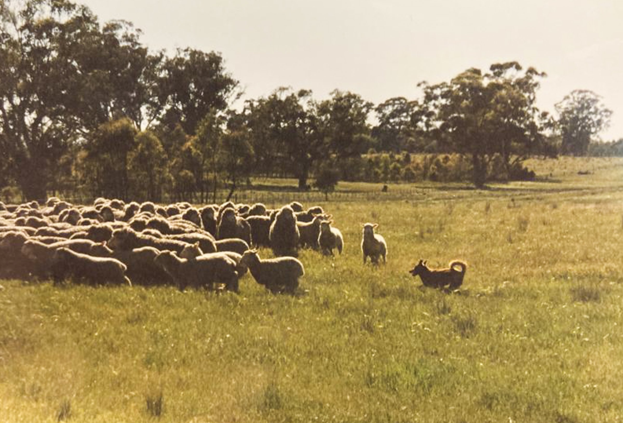 Once a Sheepfarm