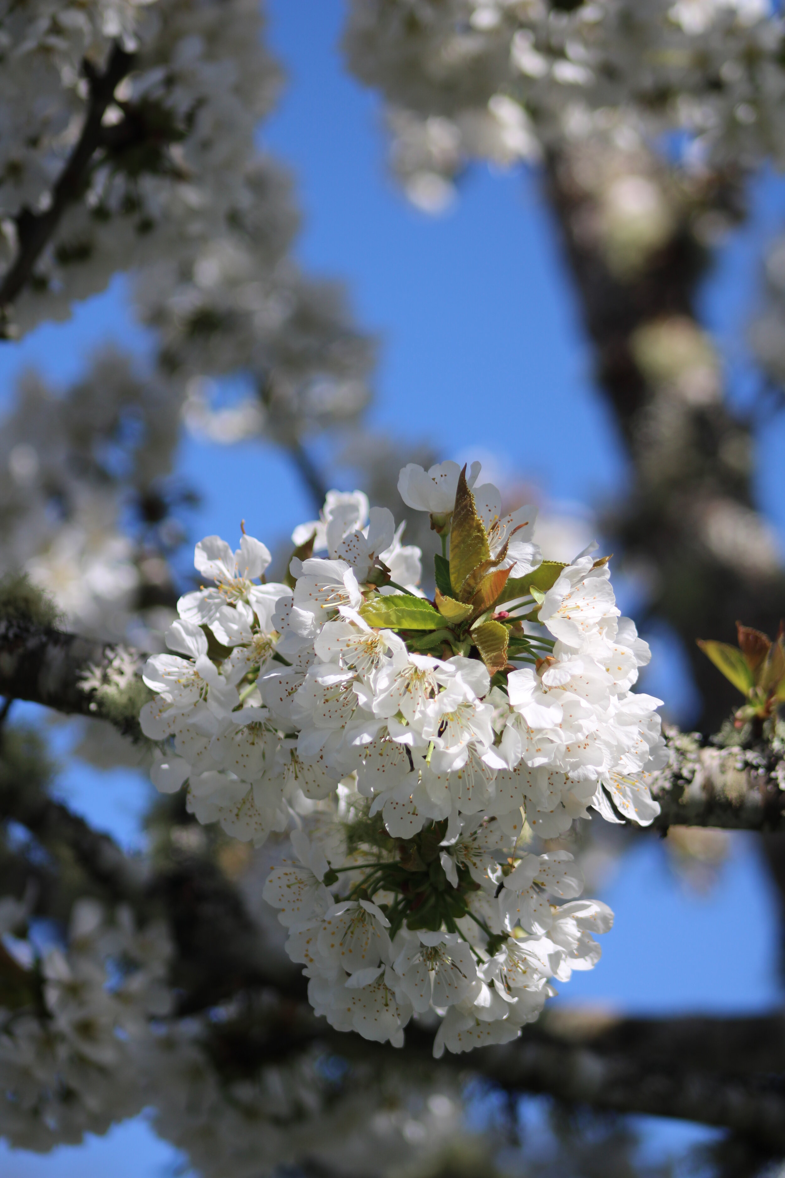 Cherry Blossom Season